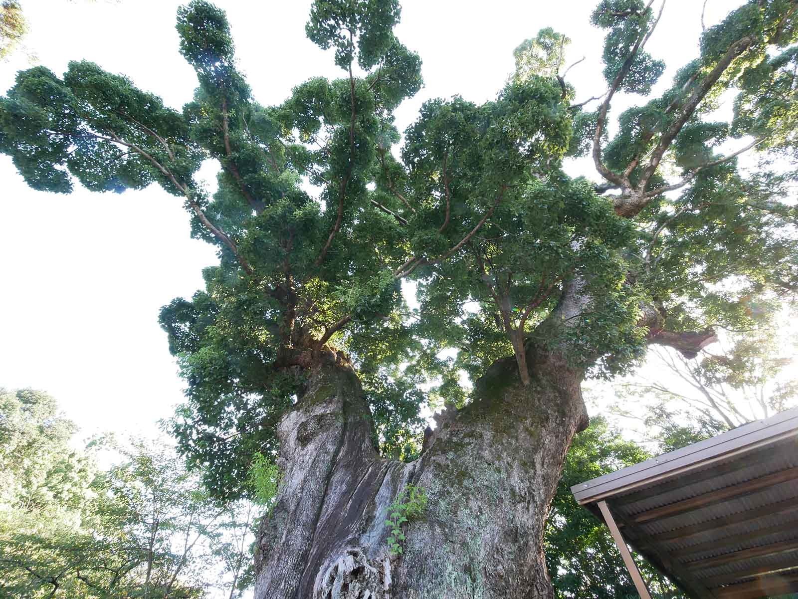   粉河寺・踞木地のクスノキ