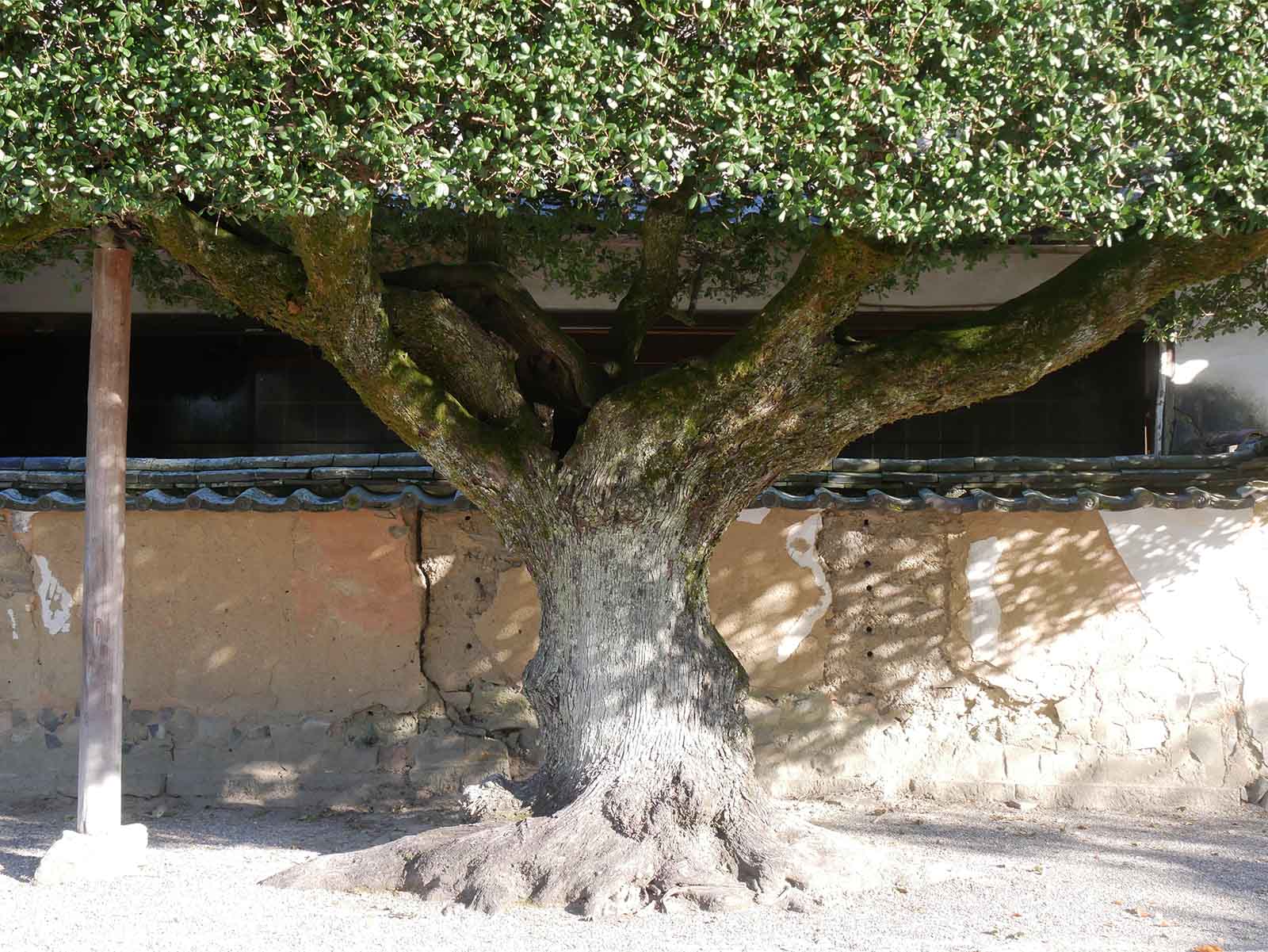  粉河寺かりあげられた木