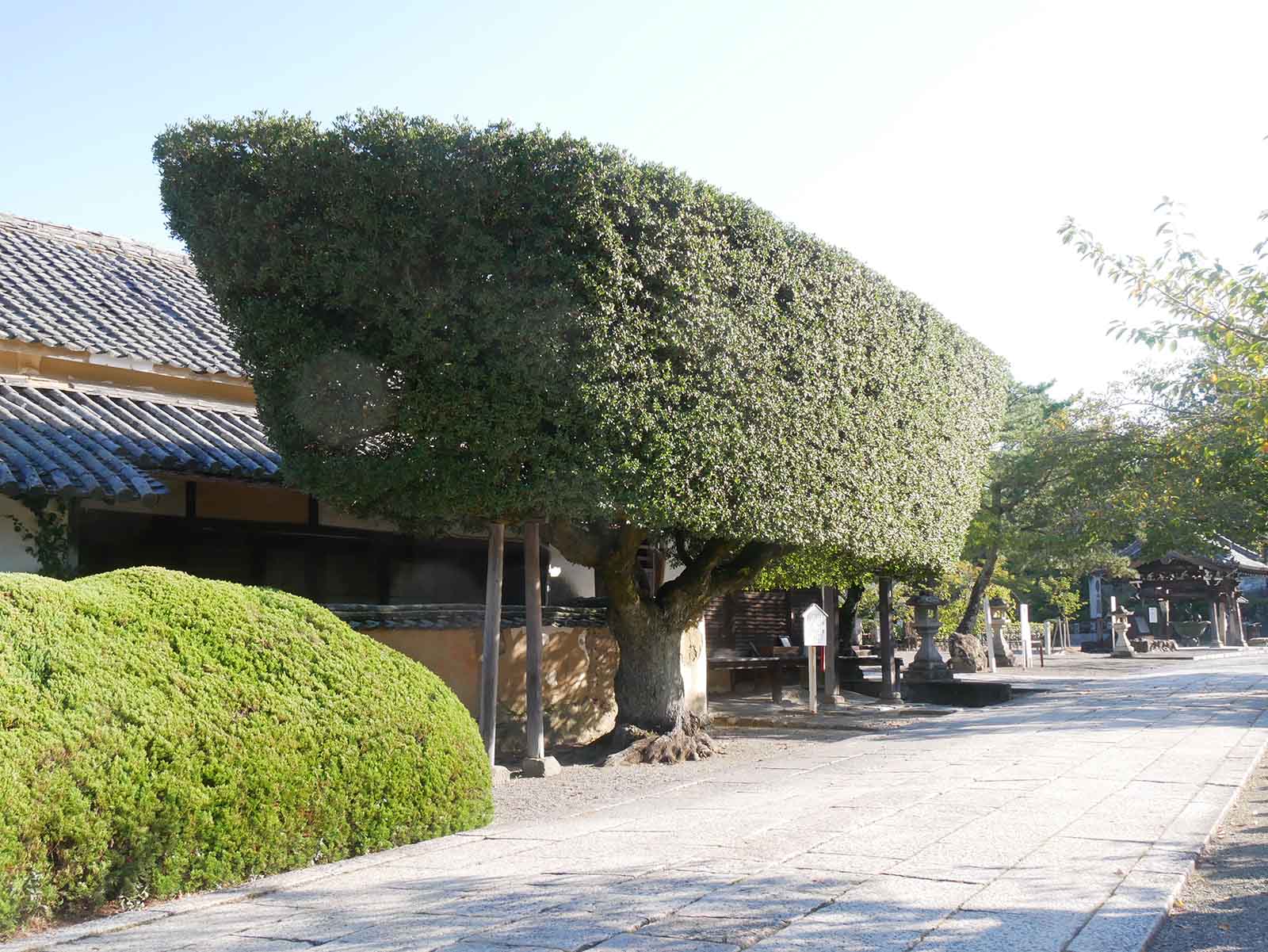 粉河寺かわいい木 