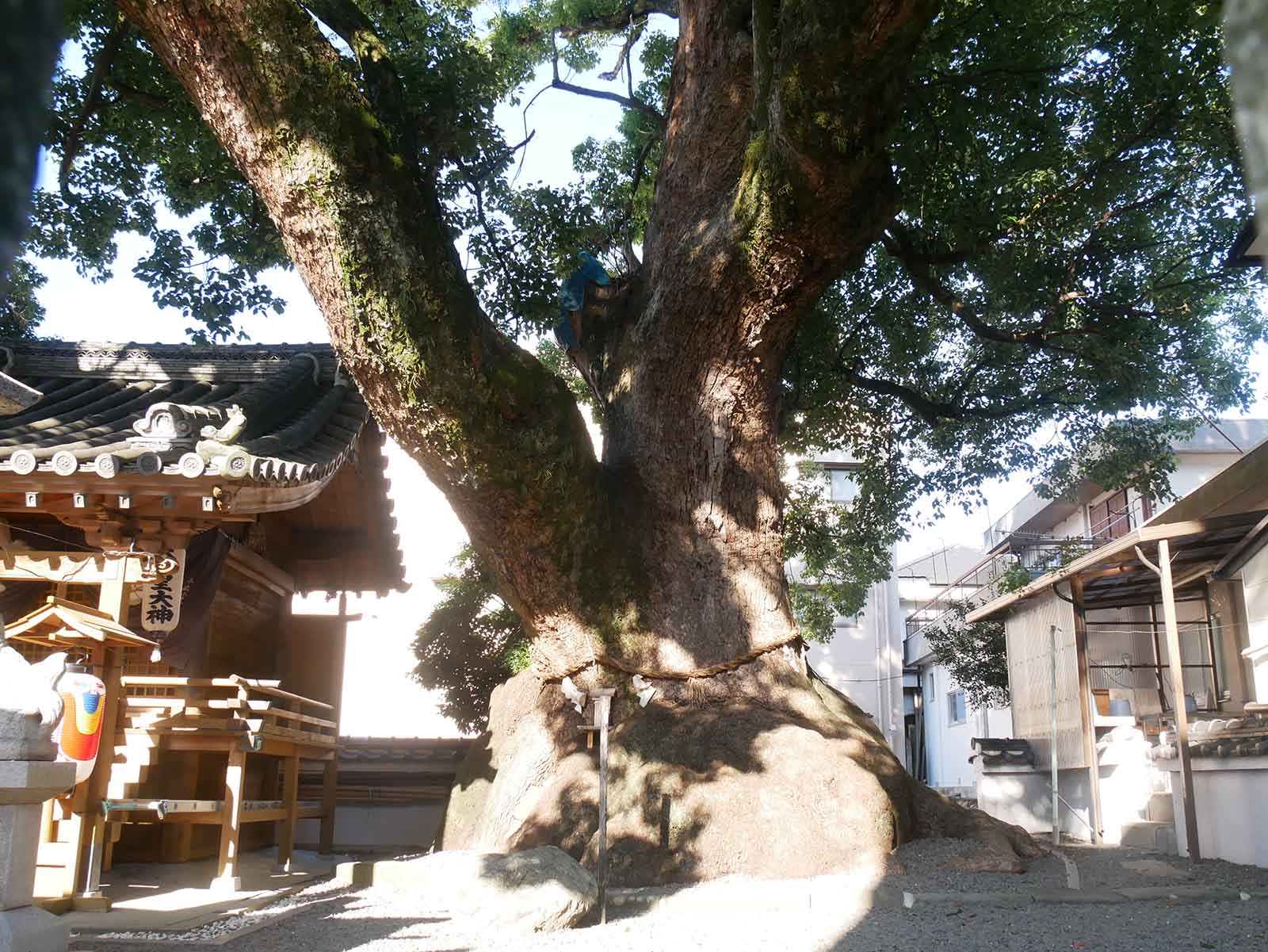  大神社のクスノキ 