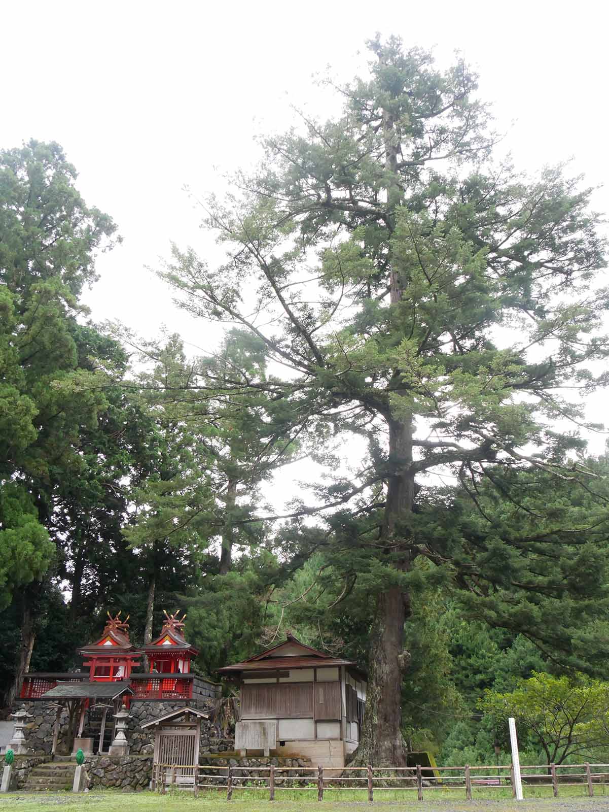 丹生神社のトガサワラ