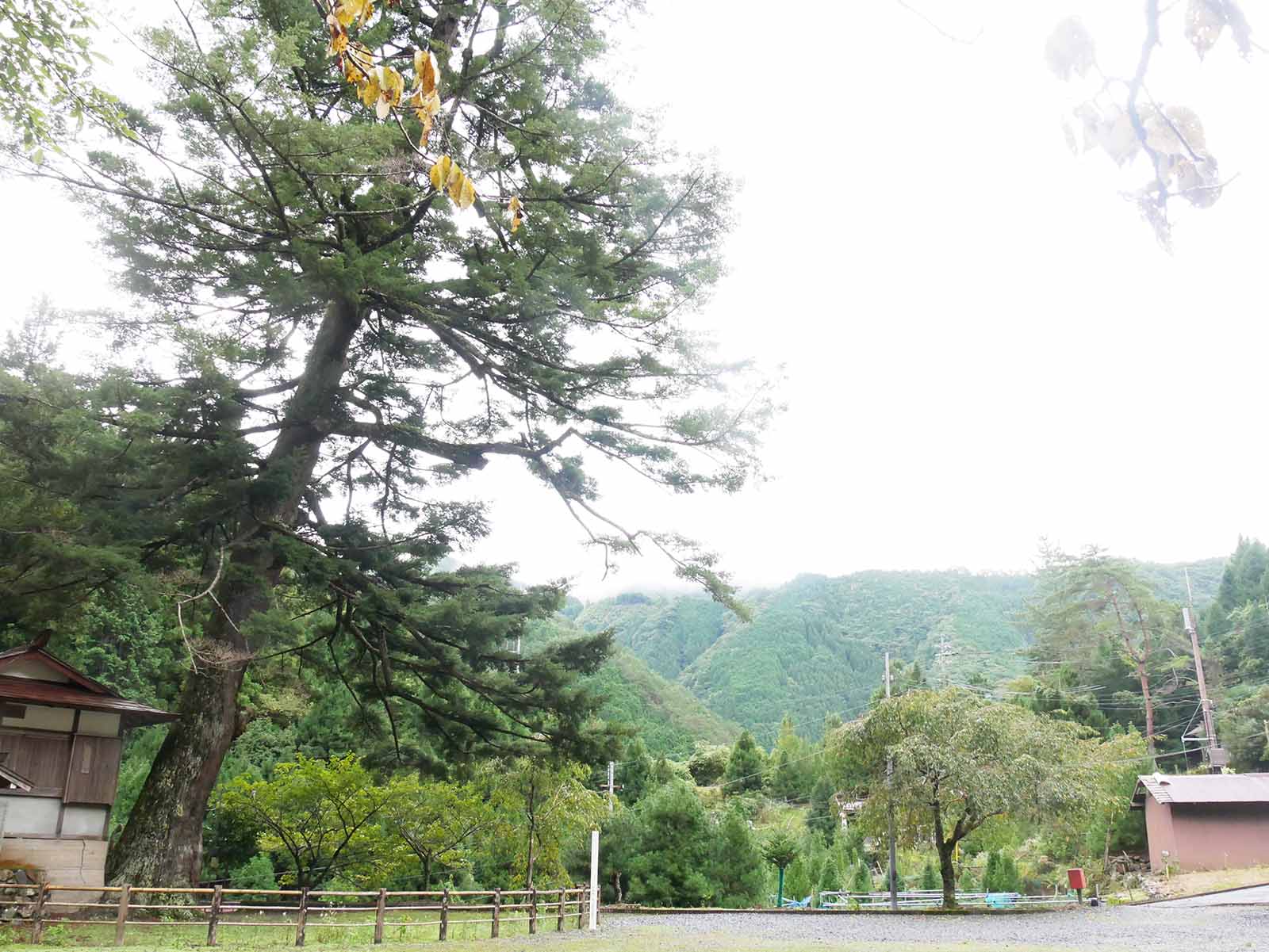 丹生神社のトガサワラ