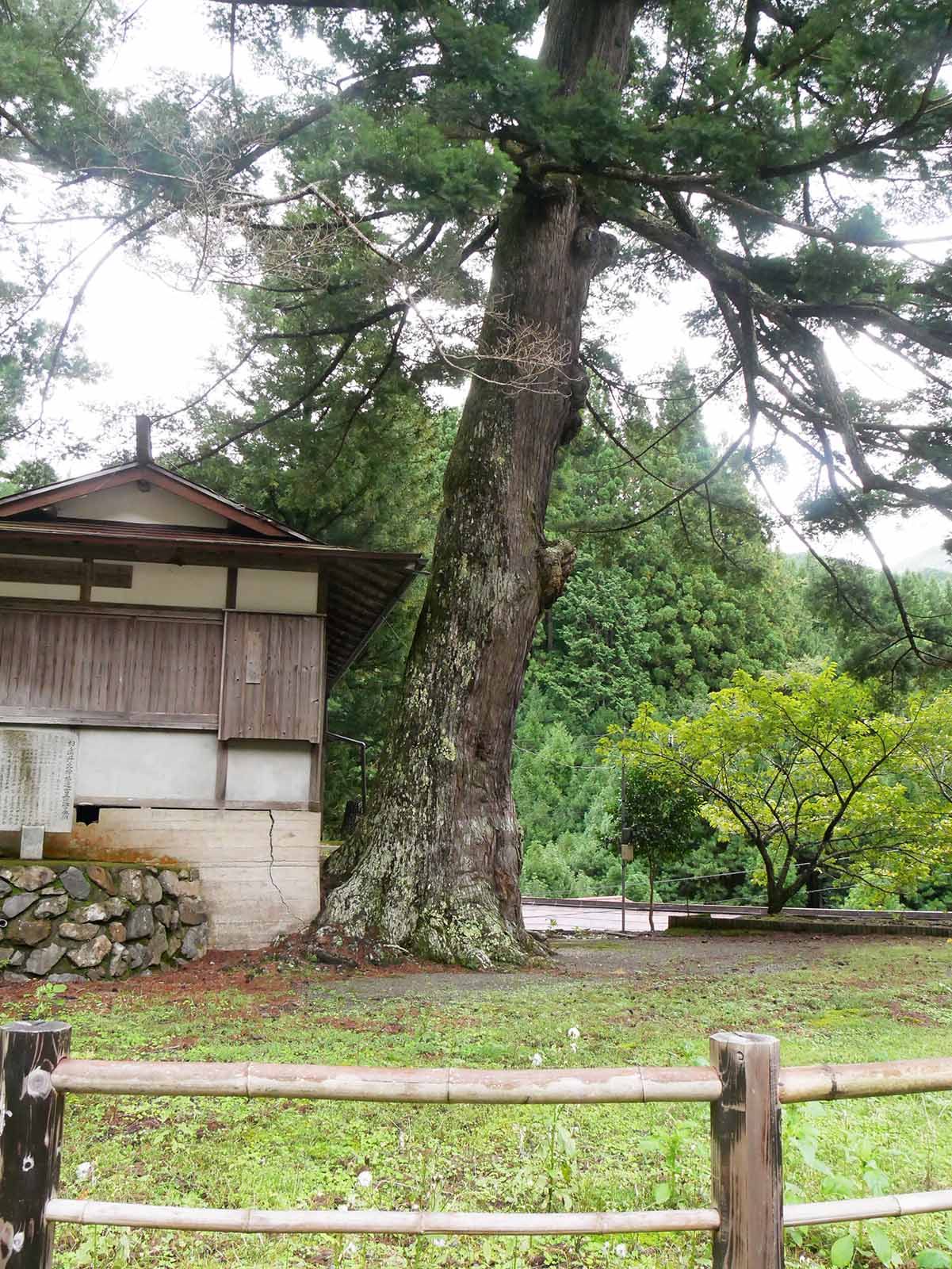 丹生神社のトガサワラ