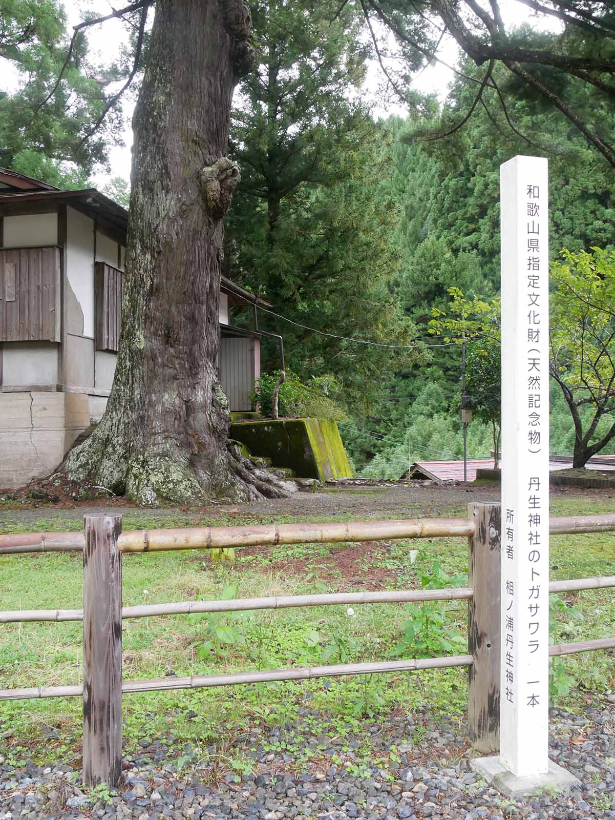 丹生神社のトガサワラ