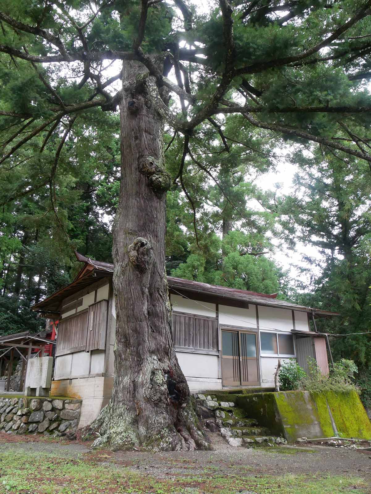 丹生神社のトガサワラ