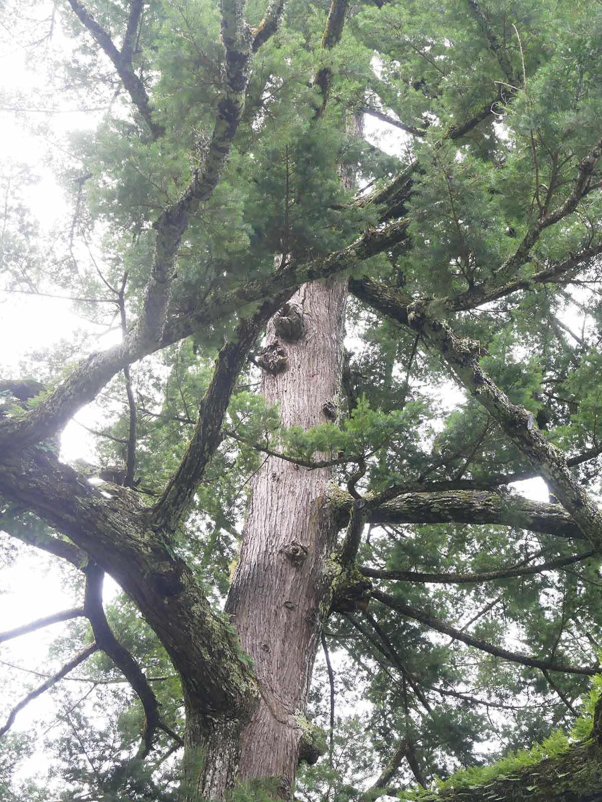 丹生神社のトガサワラ