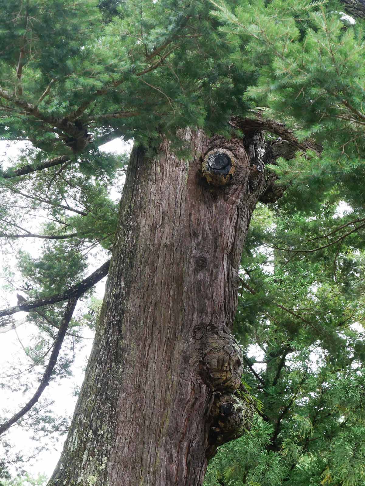 丹生神社のトガサワラ