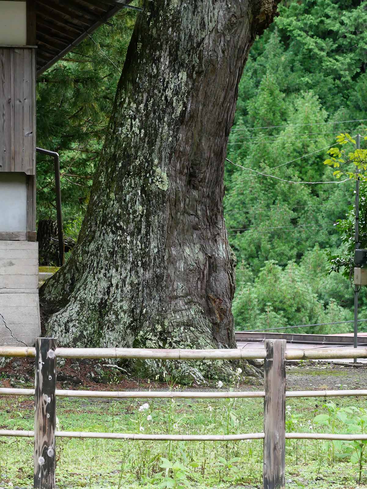 丹生神社のトガサワラ