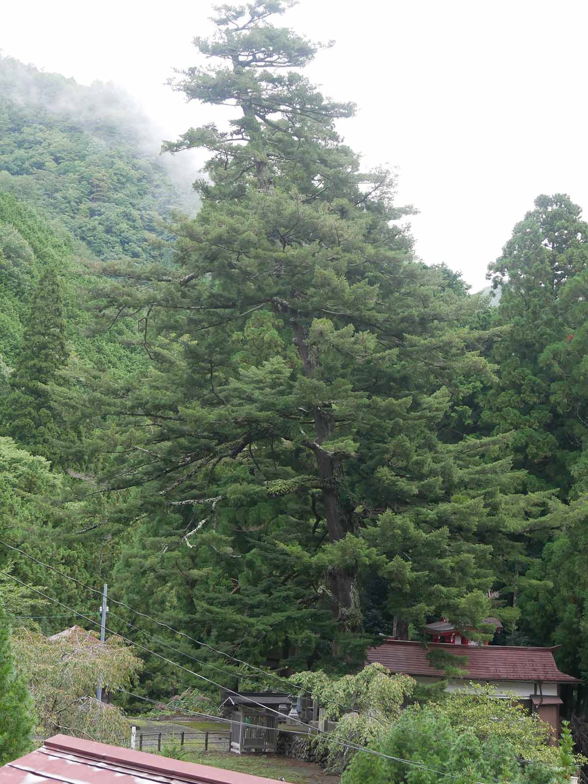 丹生神社のトガサワラ