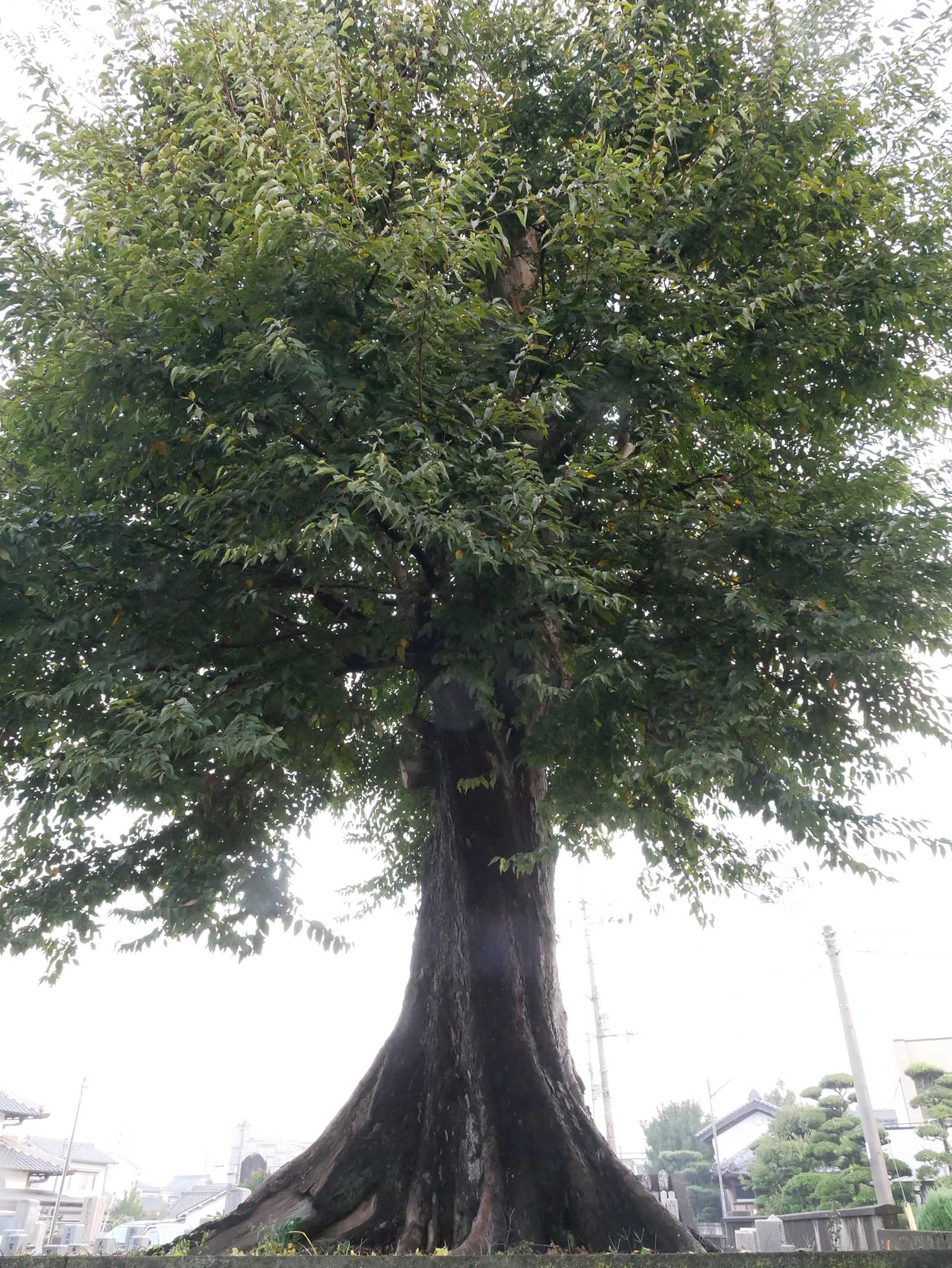 正覚寺ムクの木