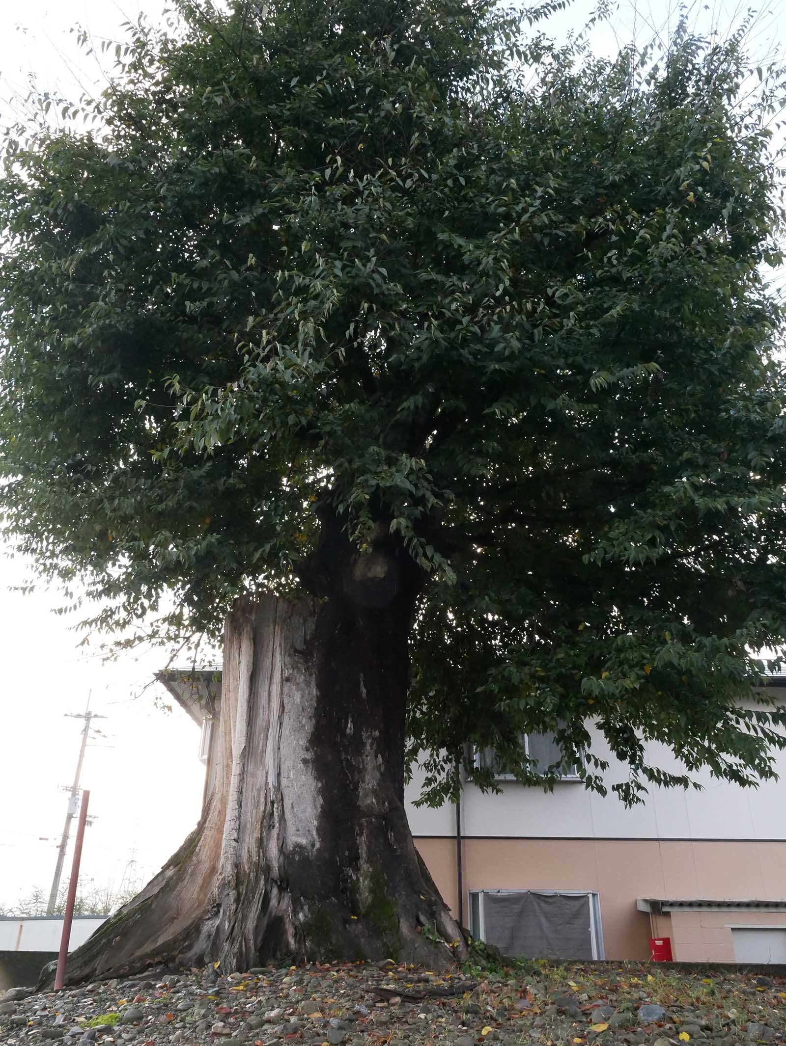 正覚寺ムクの木