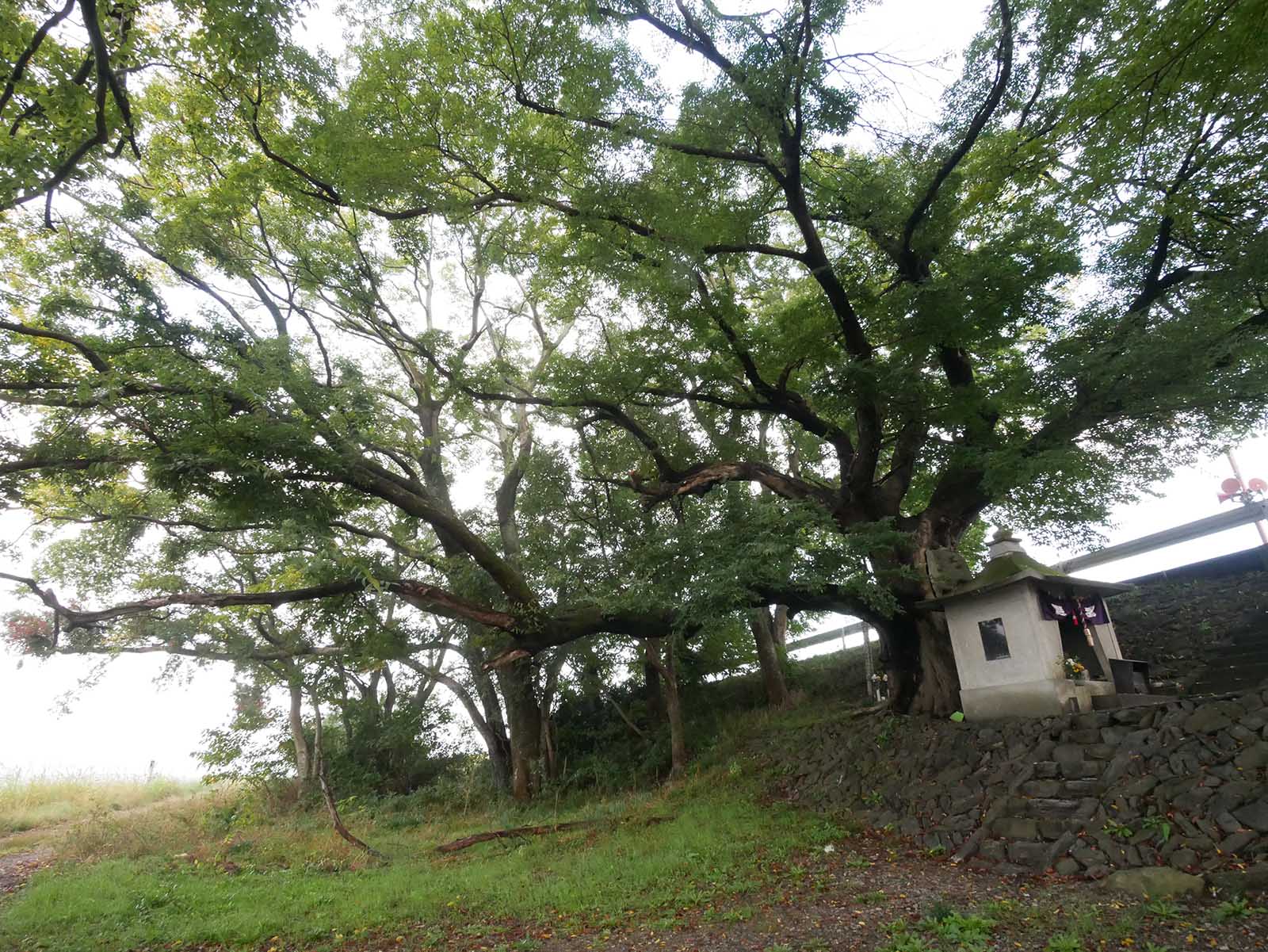 中島紀の川堤防のムクノキ