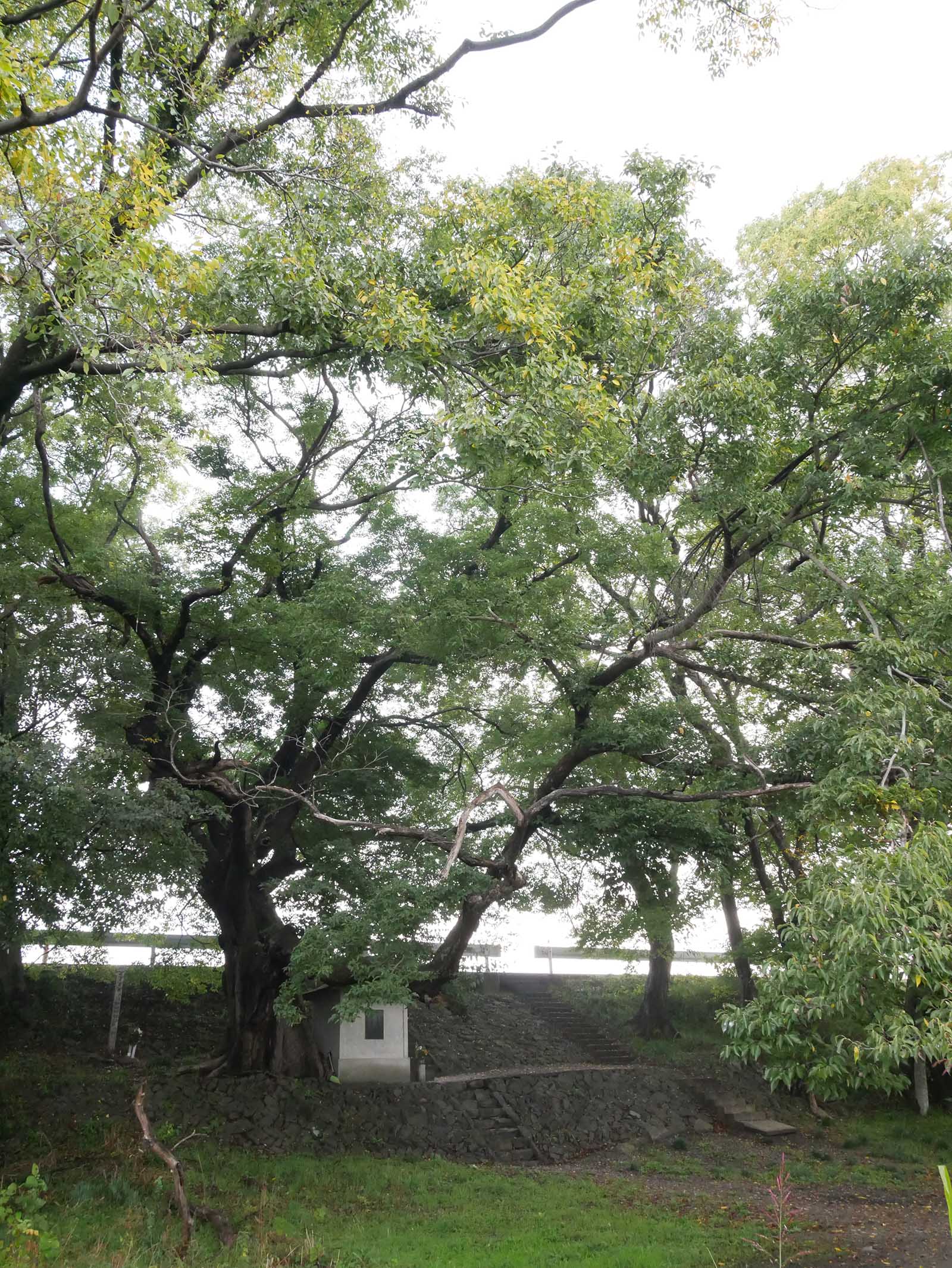 中島紀の川堤防のムクノキ