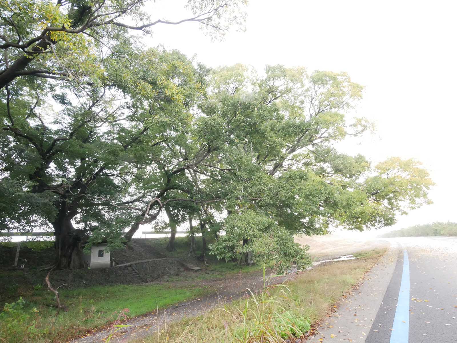 中島紀の川堤防のムクノキ