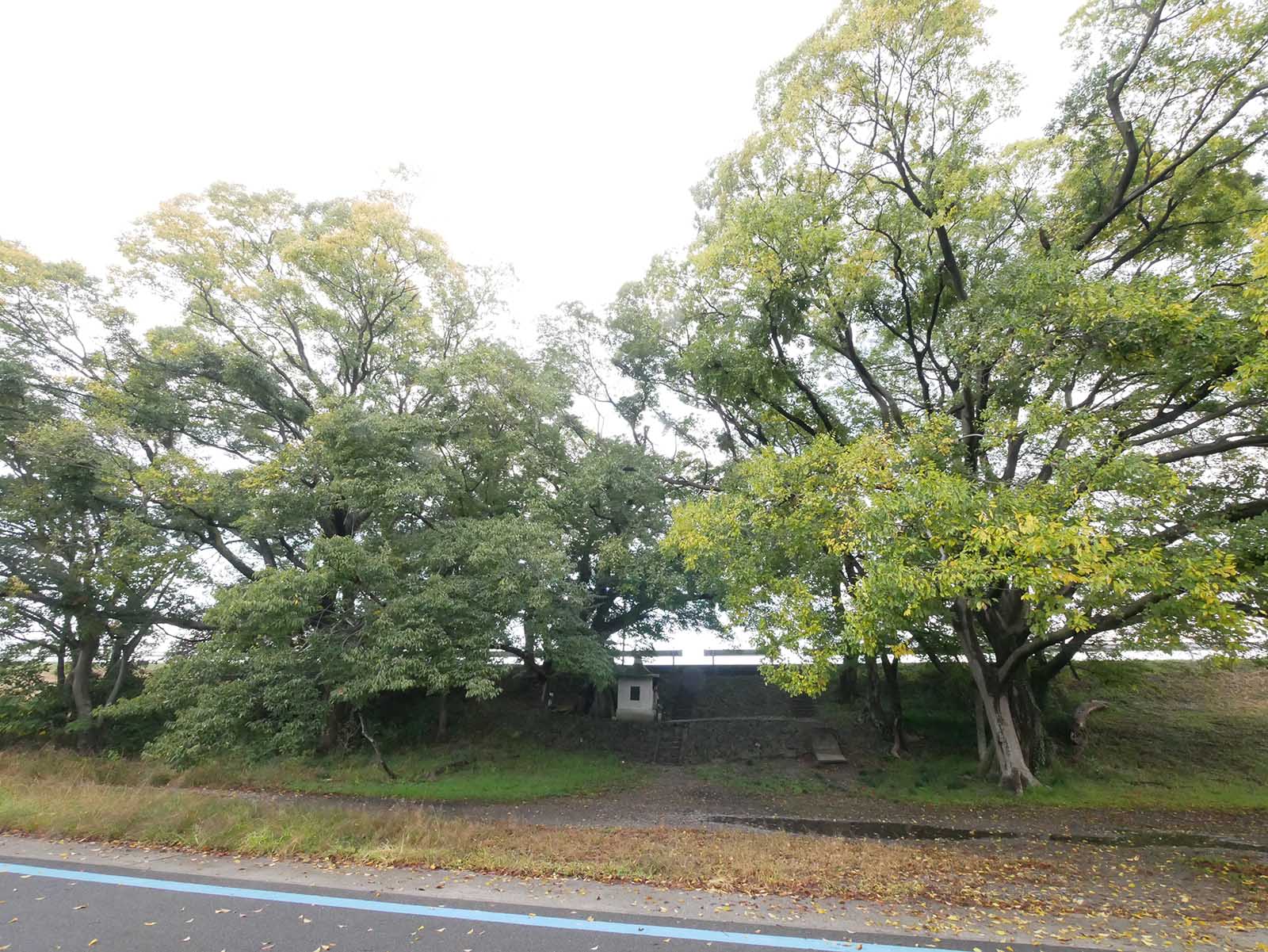 中島紀の川堤防のムクノキ