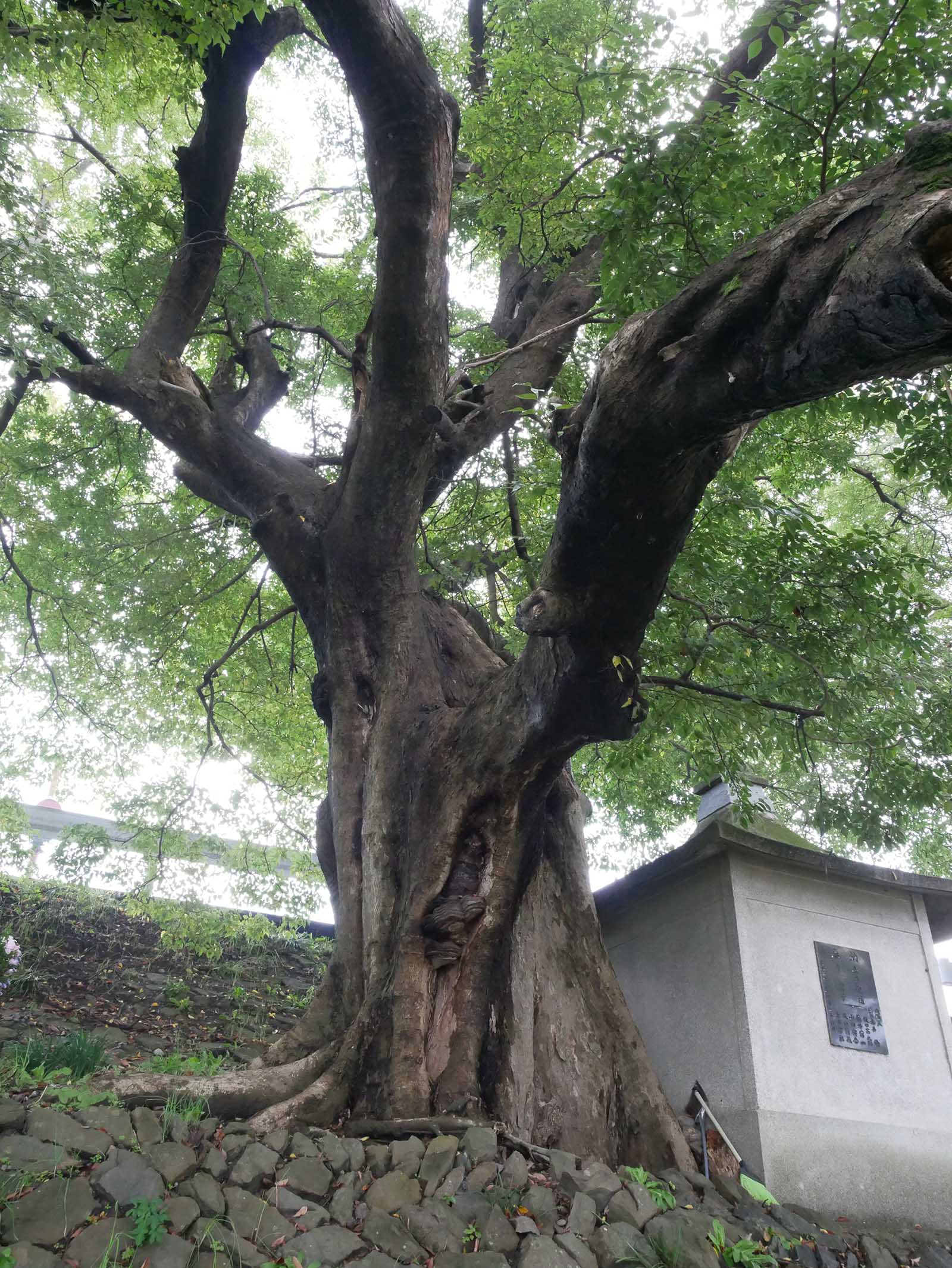 中島紀の川堤防のムクノキ