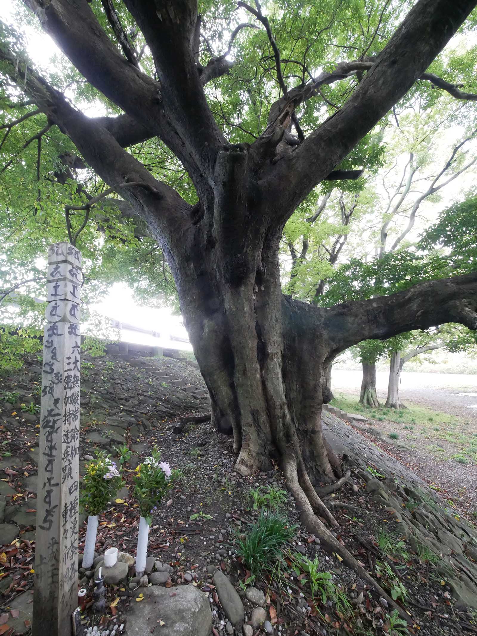 中島紀の川堤防のムクノキ