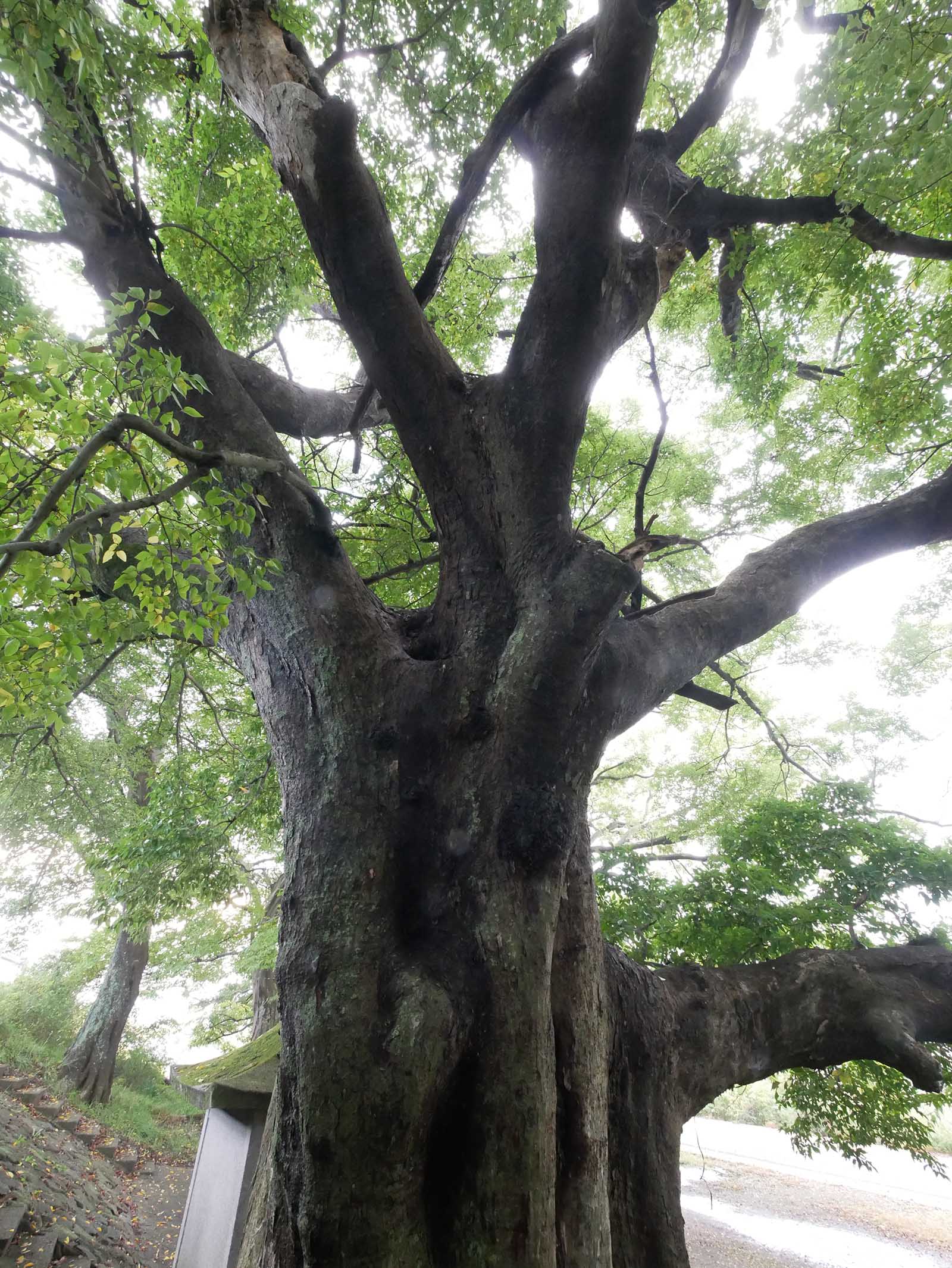 中島紀の川堤防のムクノキ