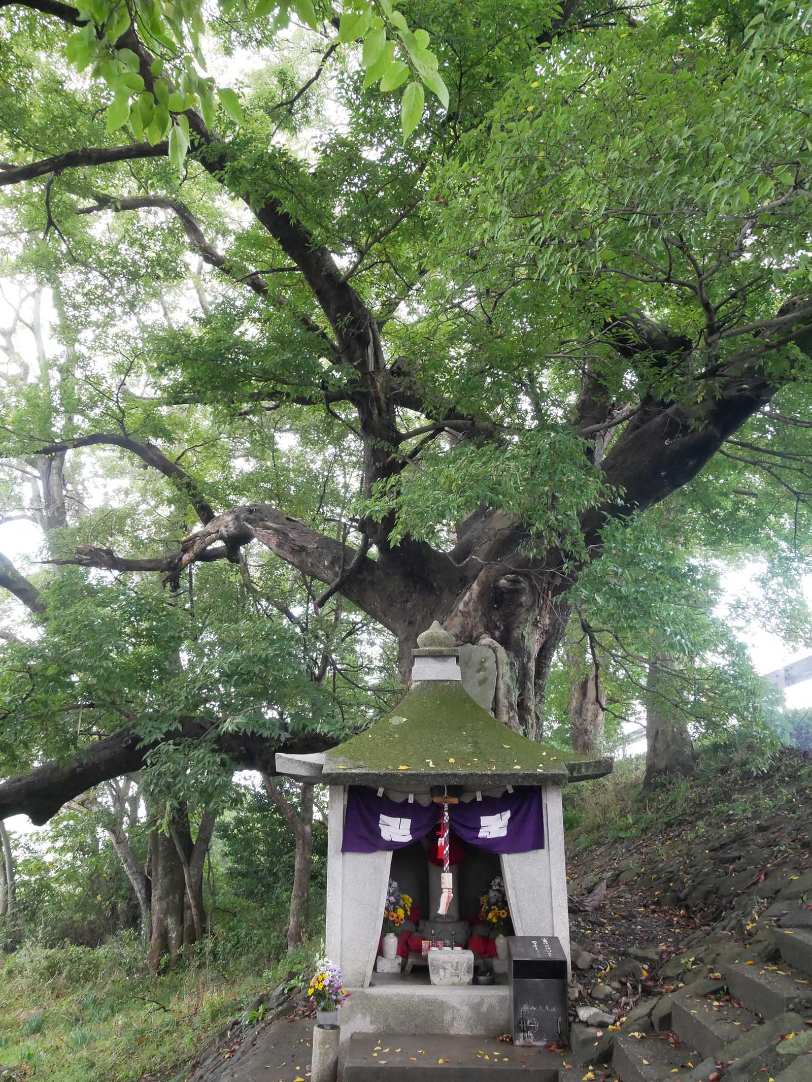 中島紀の川堤防のムクノキ