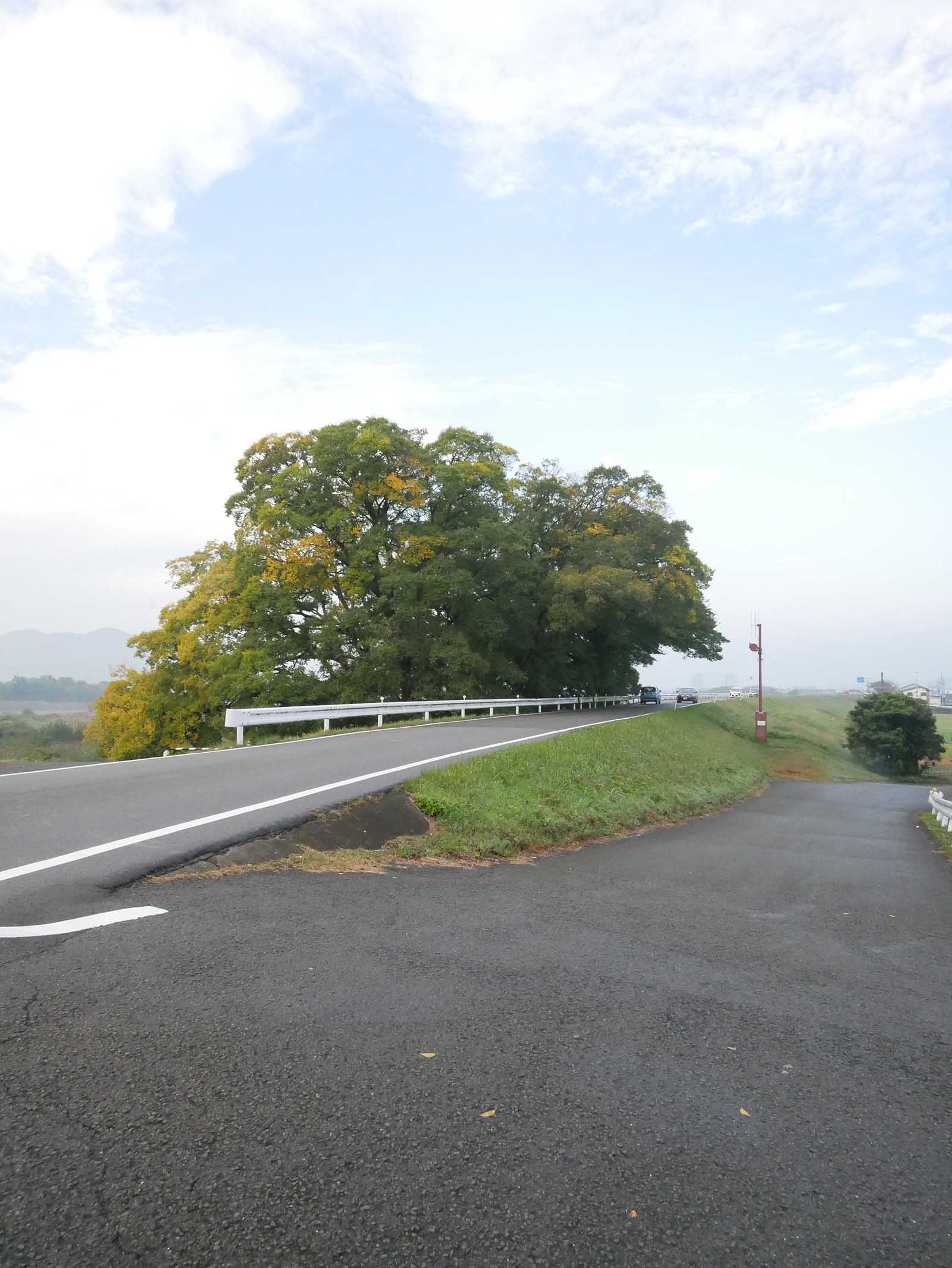 中島紀の川堤防のムクノキ