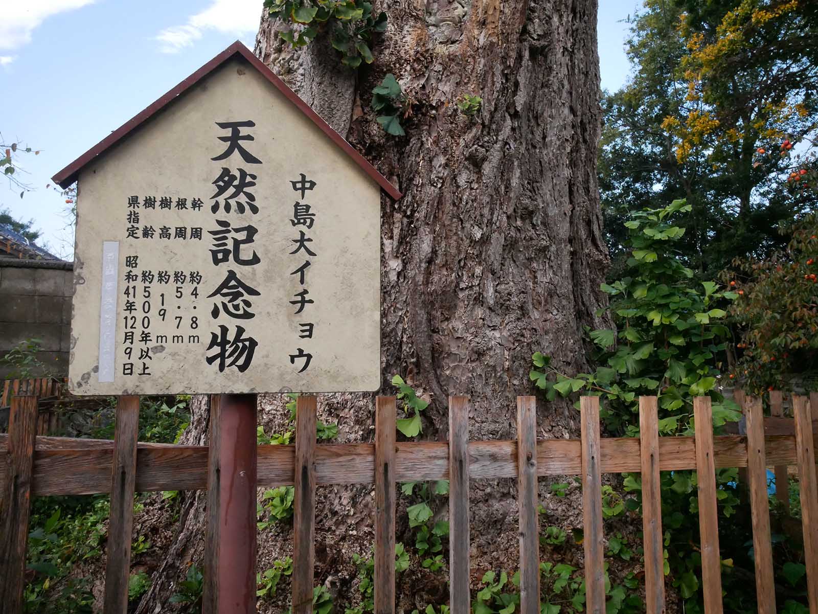 下中島の大イチョウ