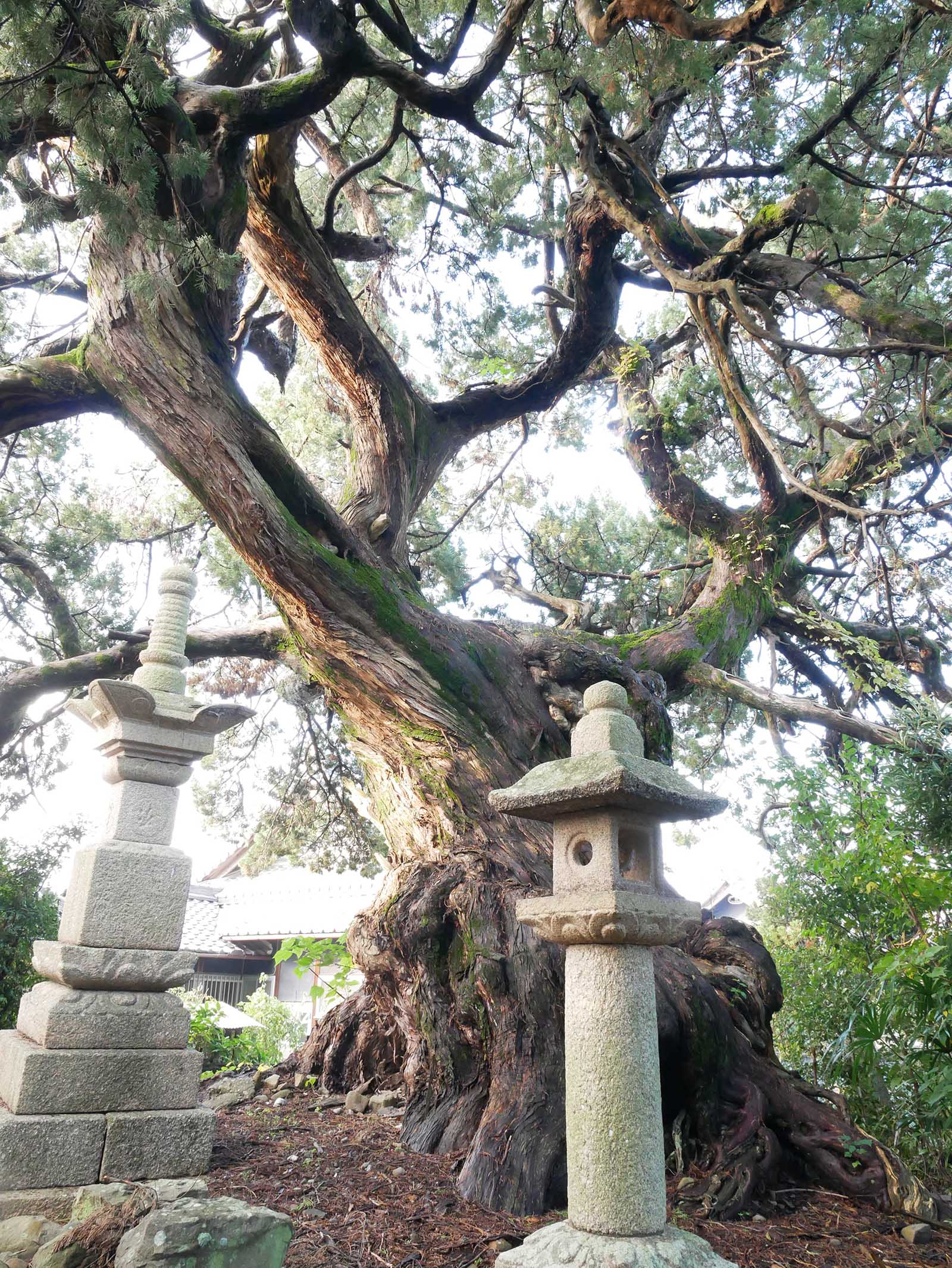 栄福寺イブキビャクシンの大樹名木