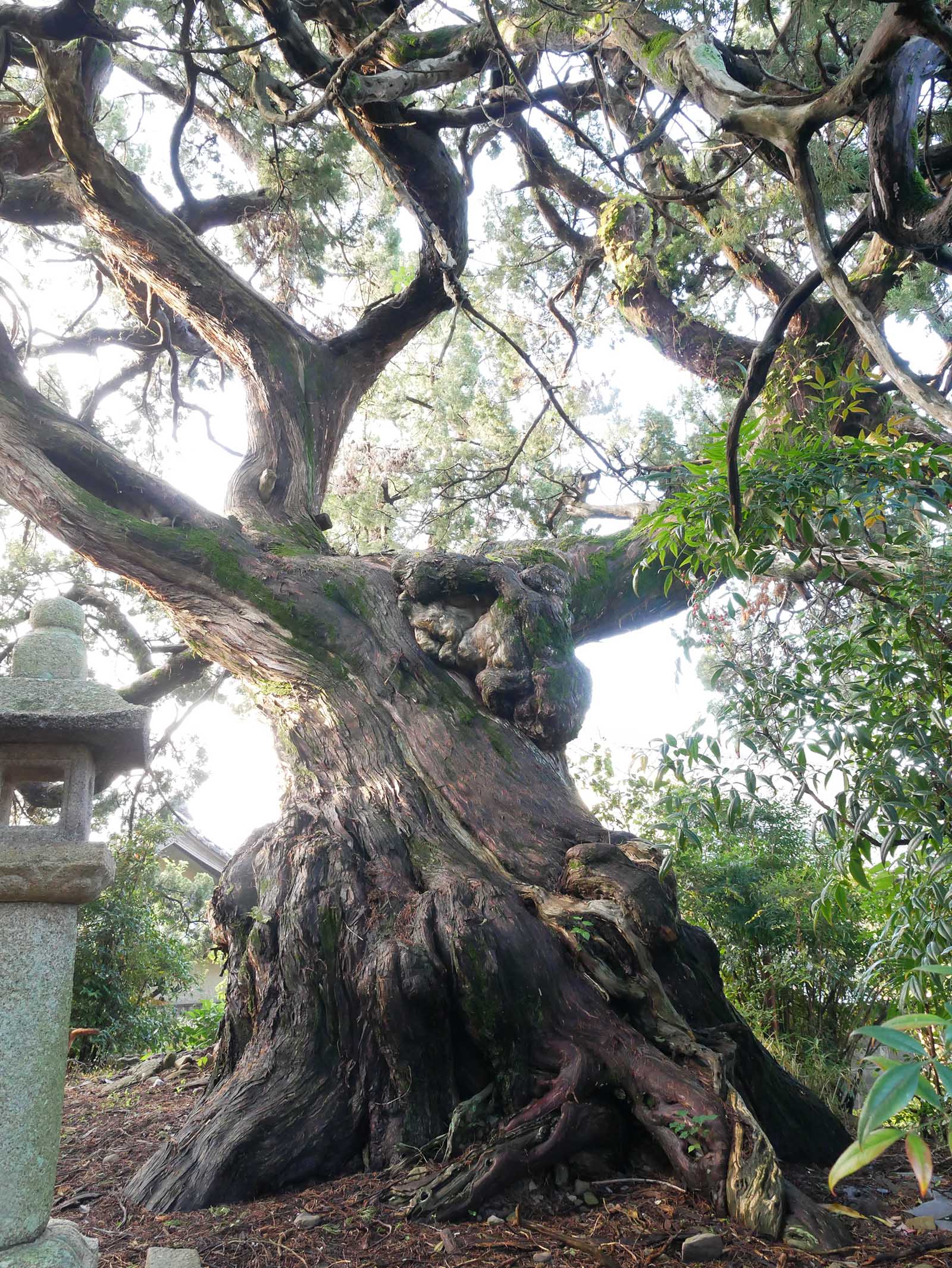 栄福寺イブキビャクシン