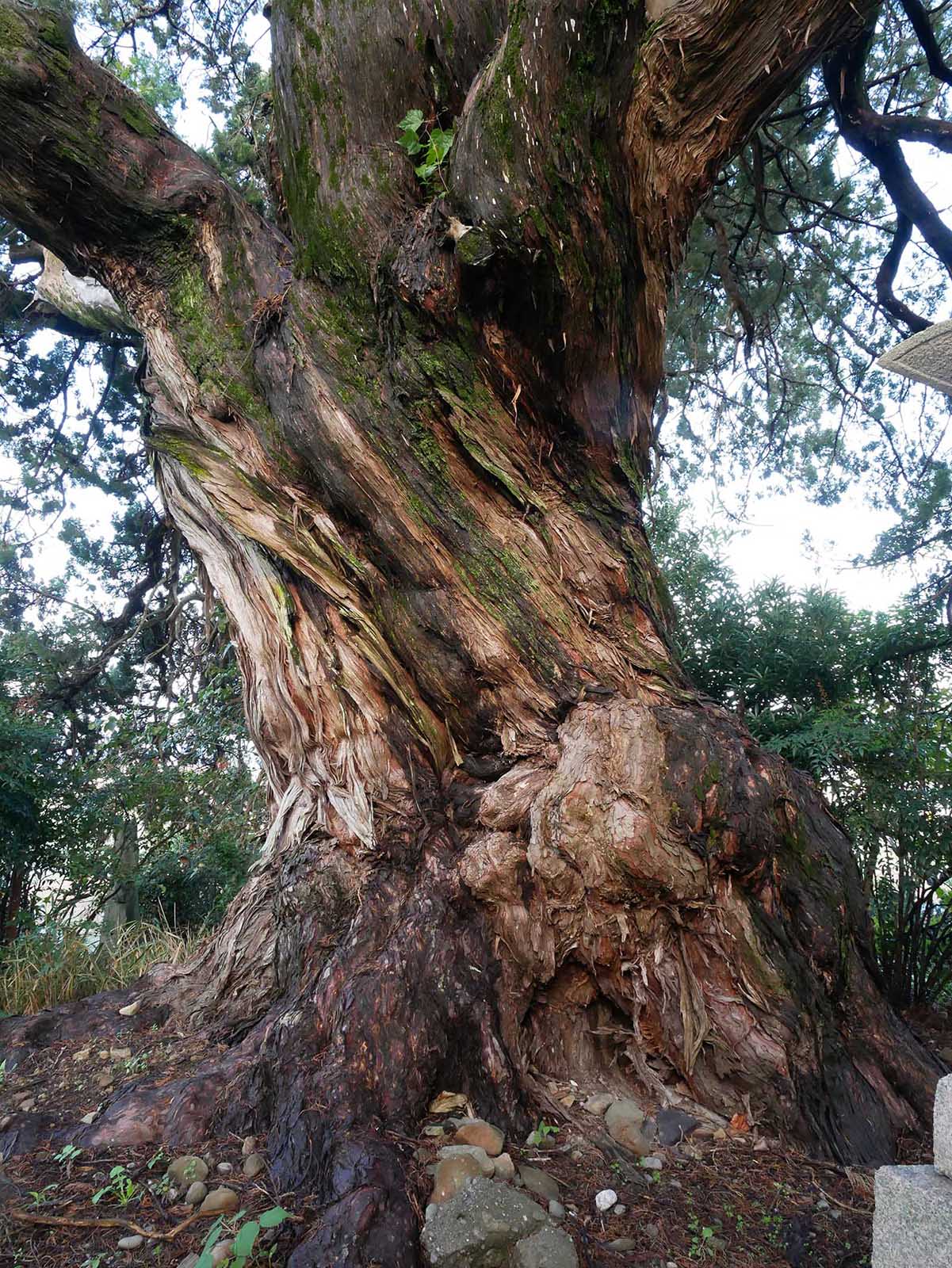 栄福寺イブキビャクシン