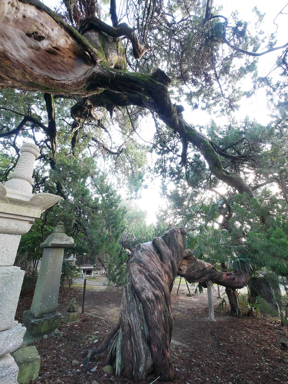 栄福寺イブキビャクシン