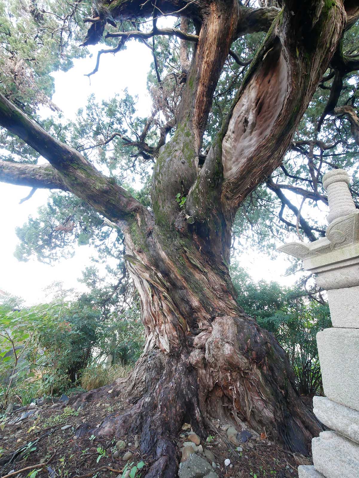 栄福寺イブキビャクシン