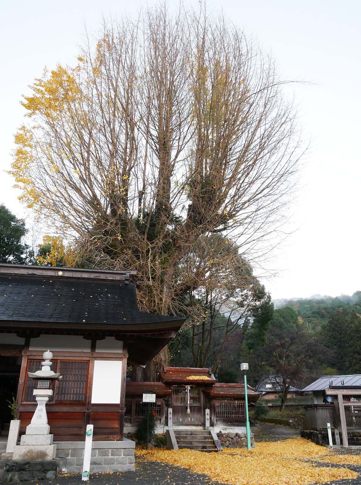 丹生神社のイチョウ