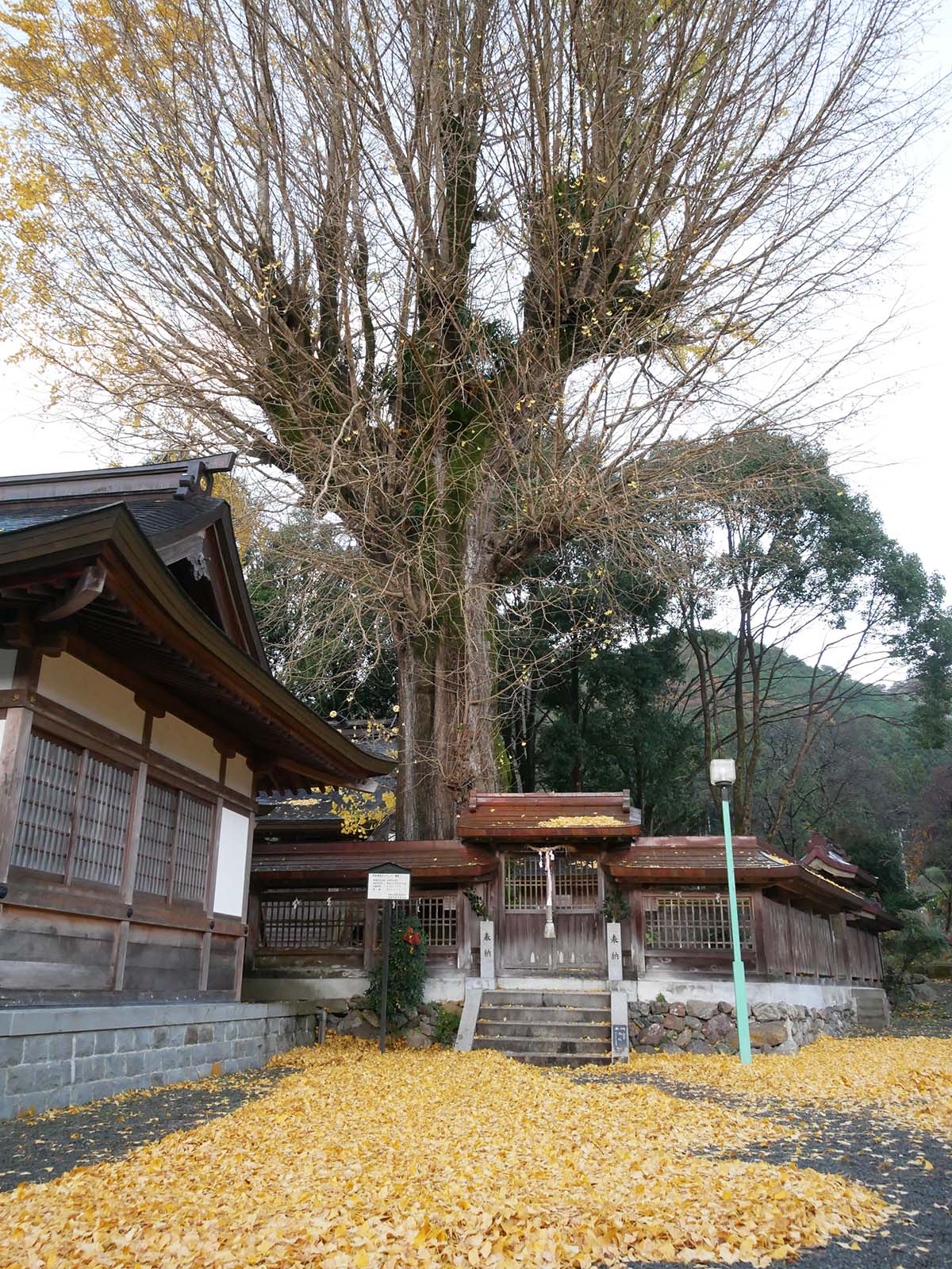 丹生神社のイチョウ