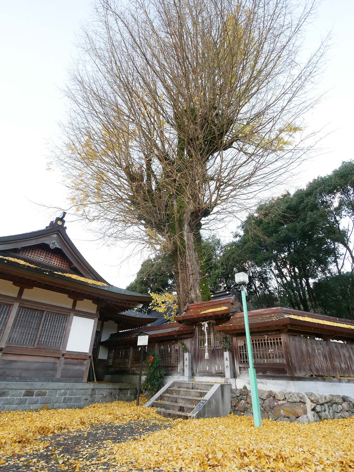 丹生神社のイチョウ