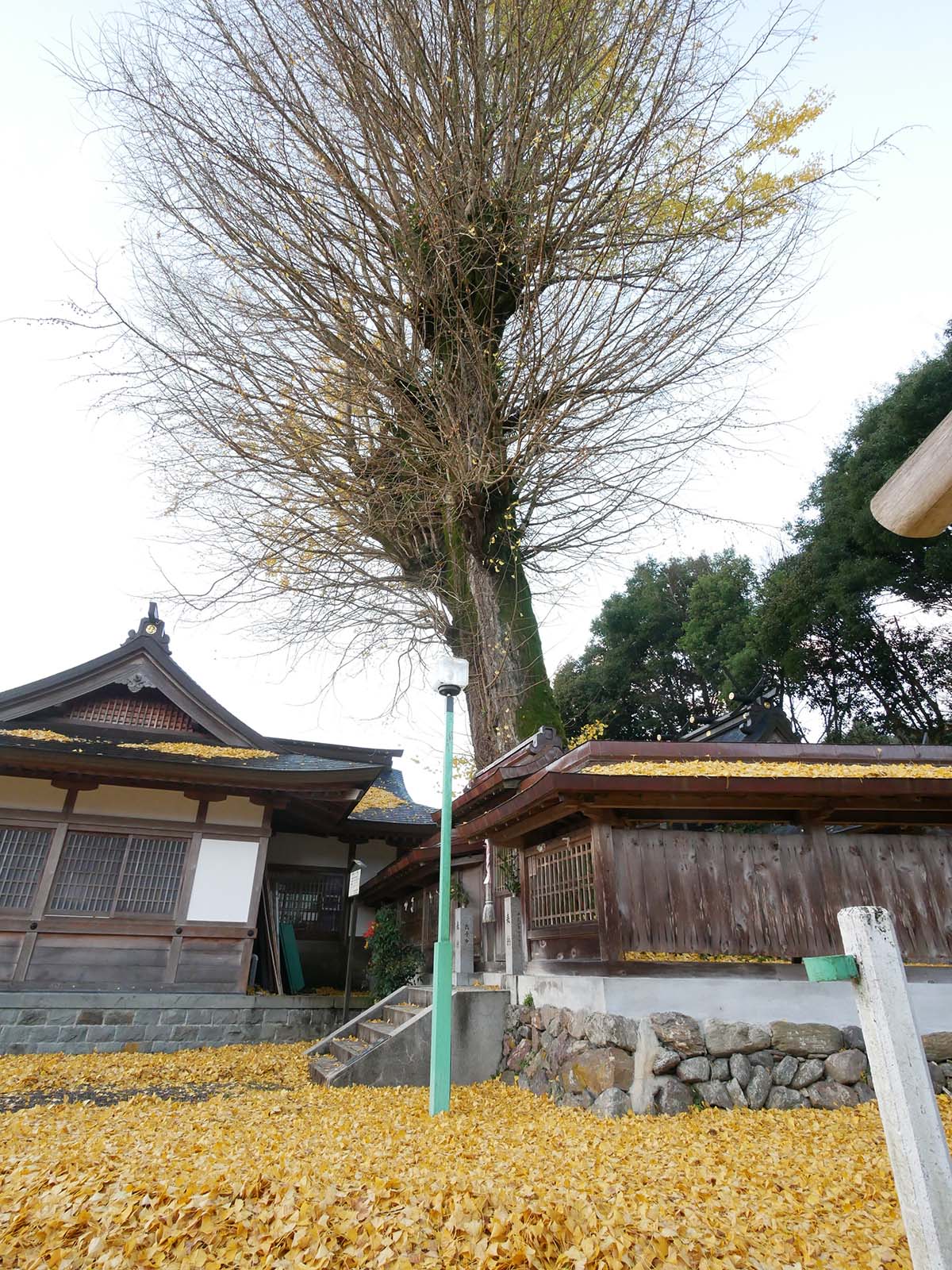 丹生神社のイチョウ