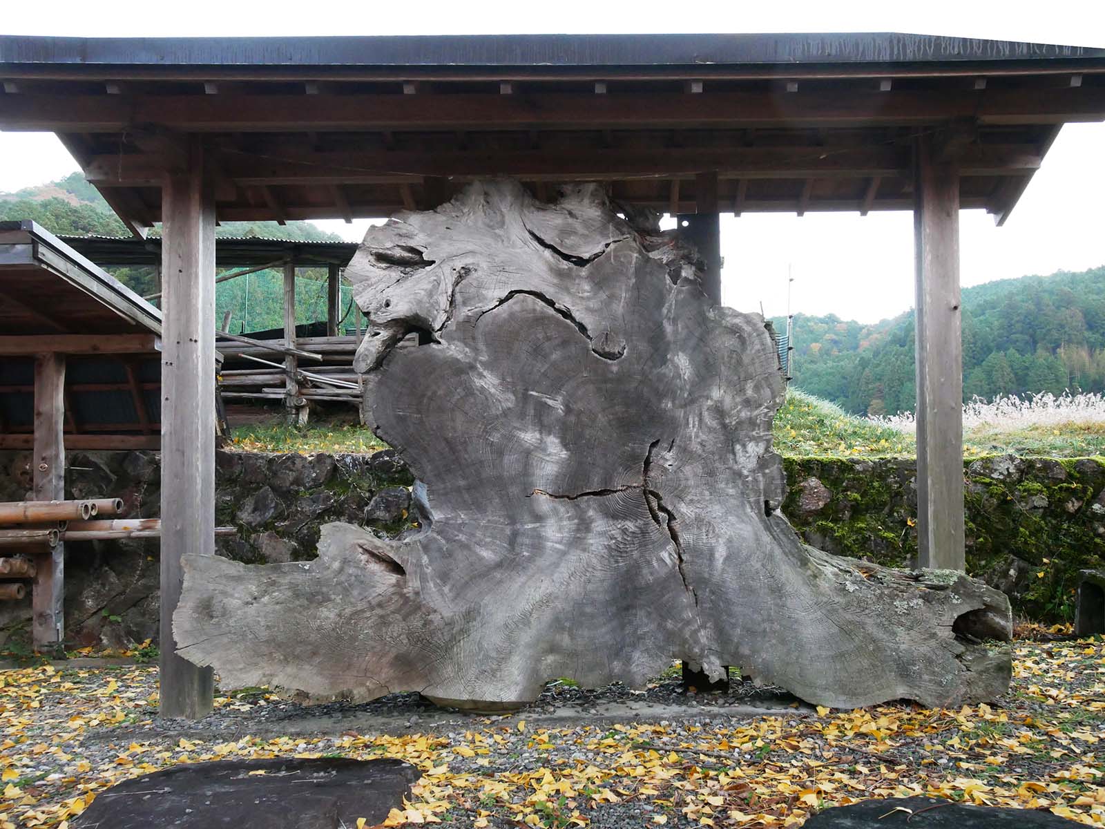 丹生神社のイチョウ