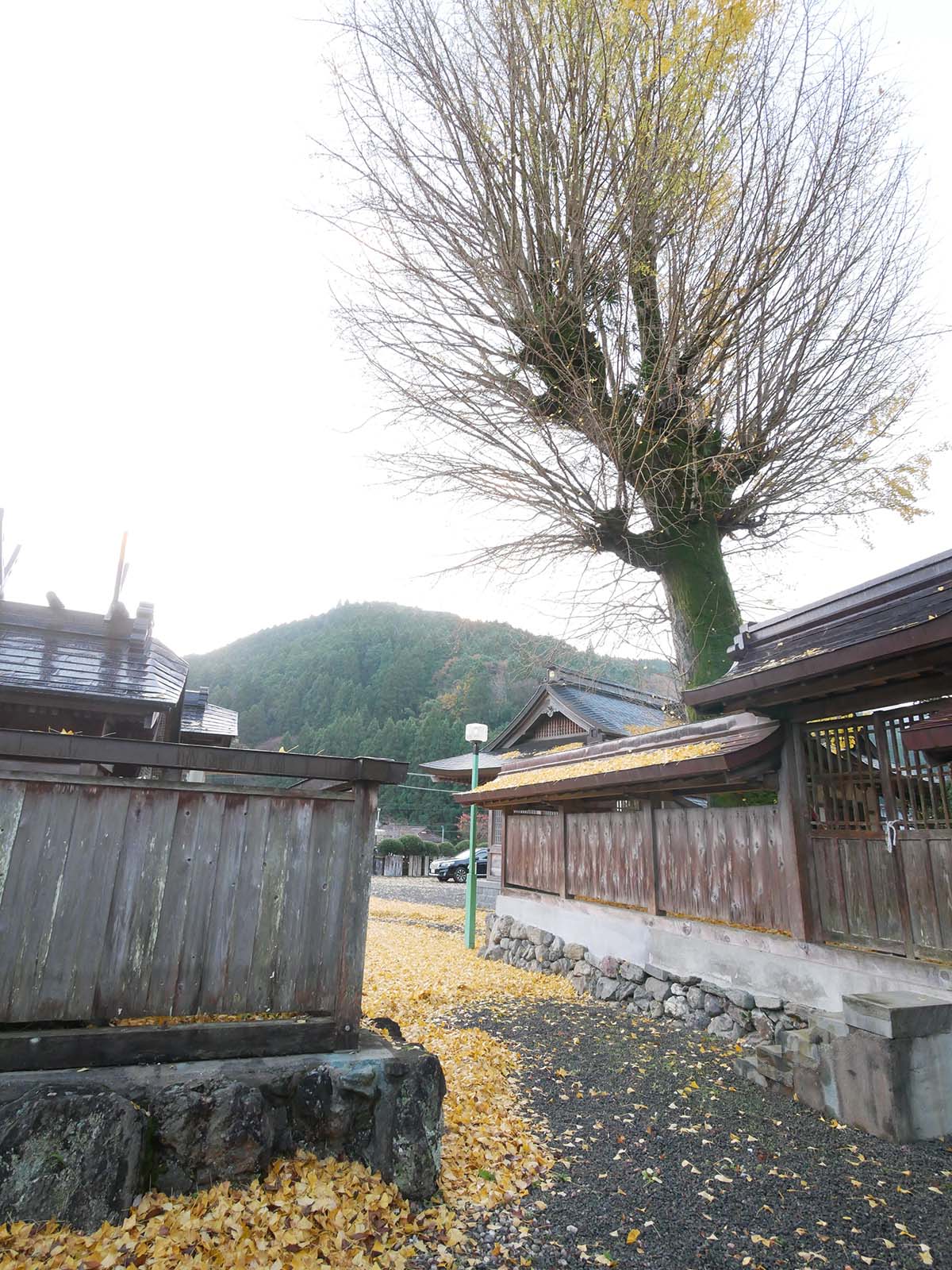 丹生神社のイチョウ