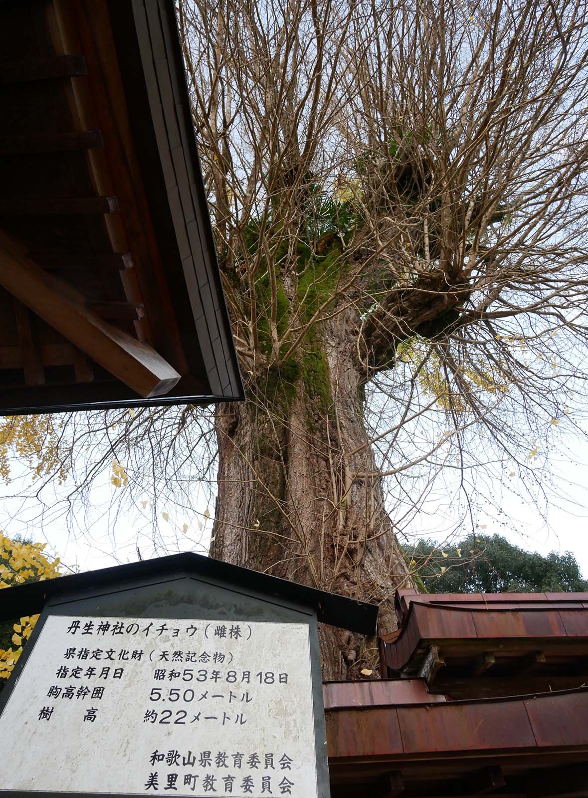 丹生神社のイチョウ