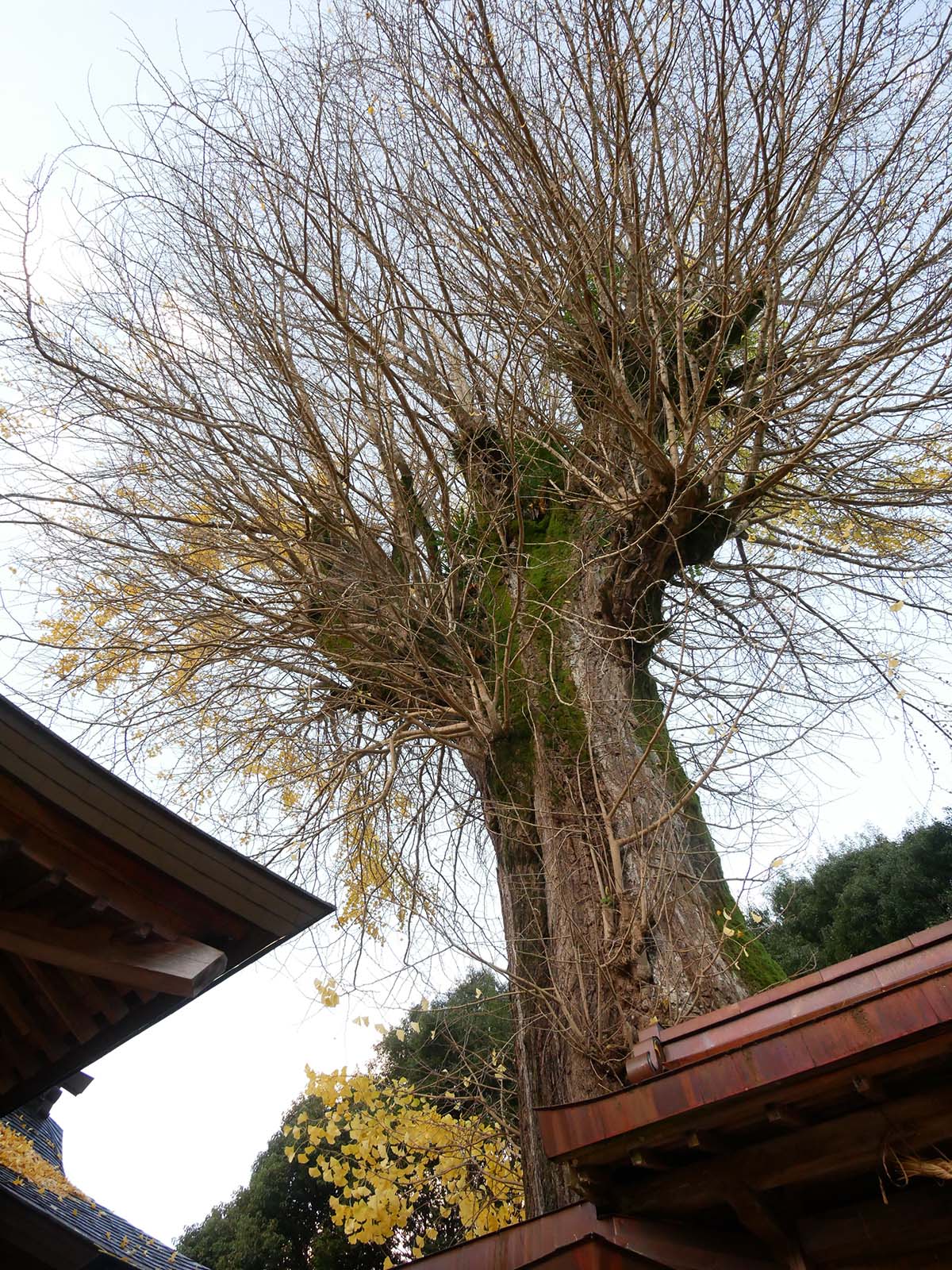 丹生神社のイチョウ