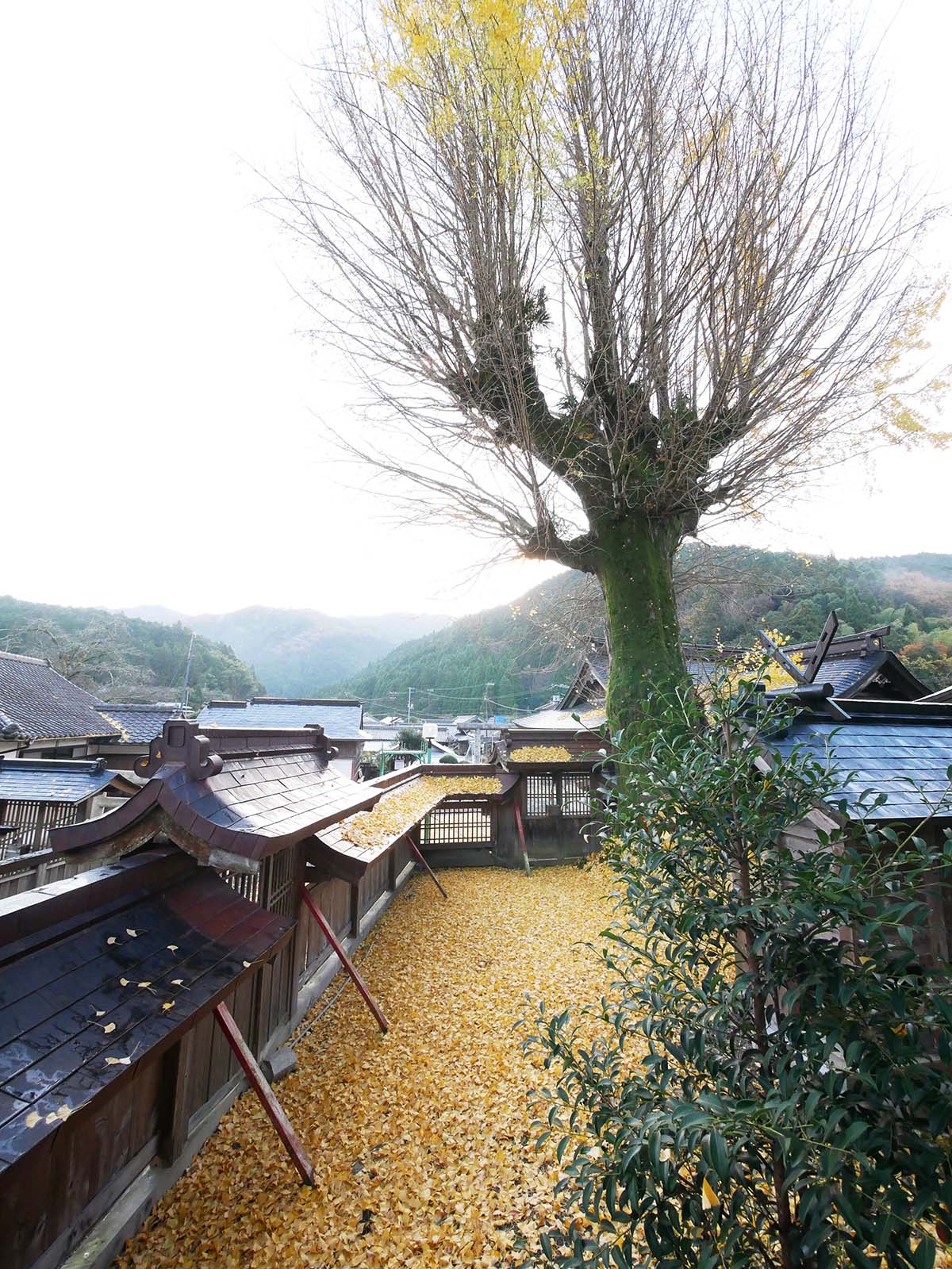 丹生神社のイチョウ