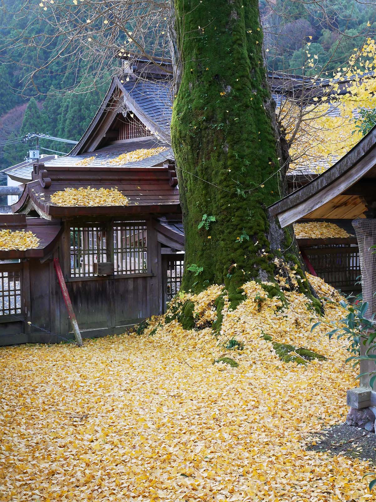 丹生神社のイチョウ