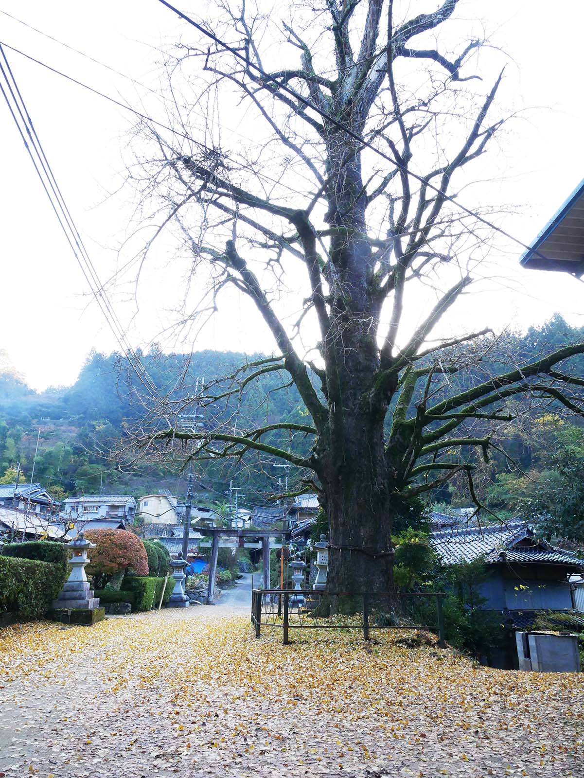 古沢厳島神社のイチョウ