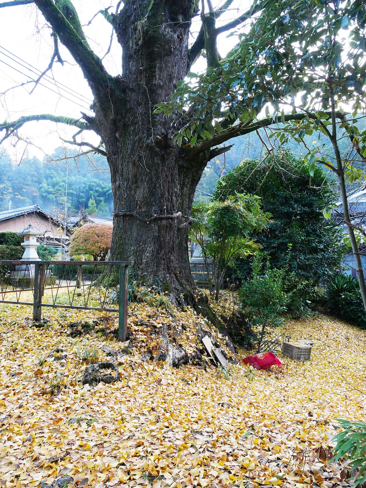 古沢厳島神社のイチョウ