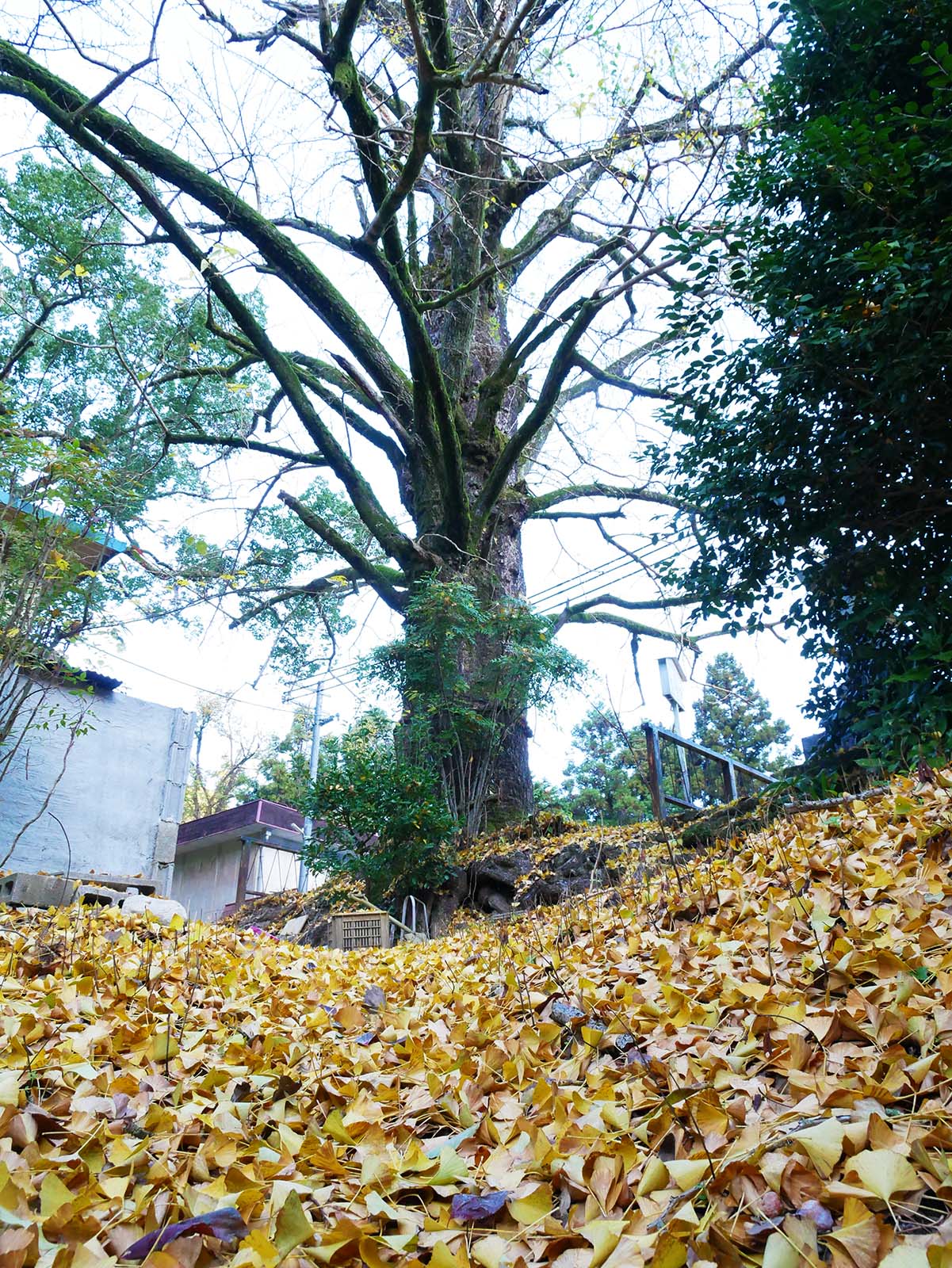 古沢厳島神社のイチョウ