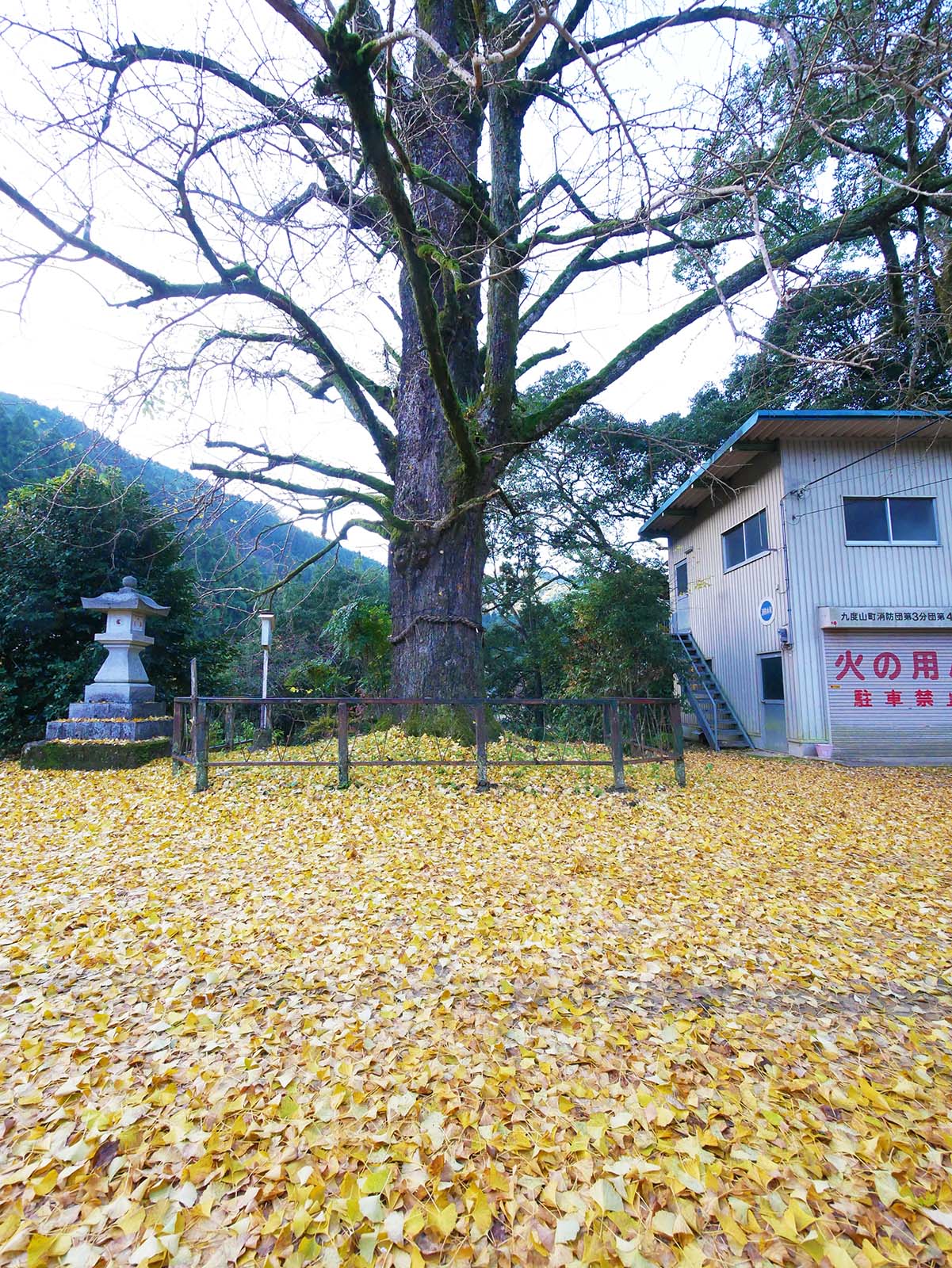 古沢厳島神社のイチョウ