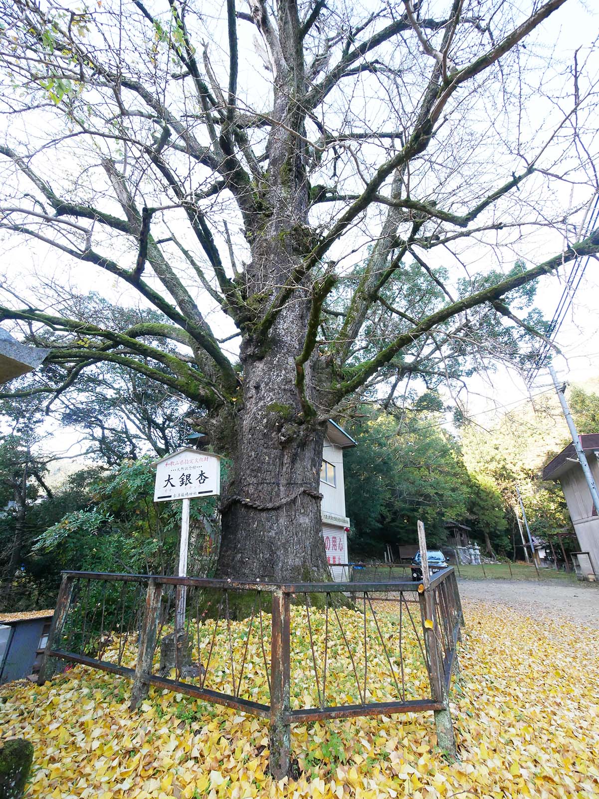 古沢厳島神社のイチョウ