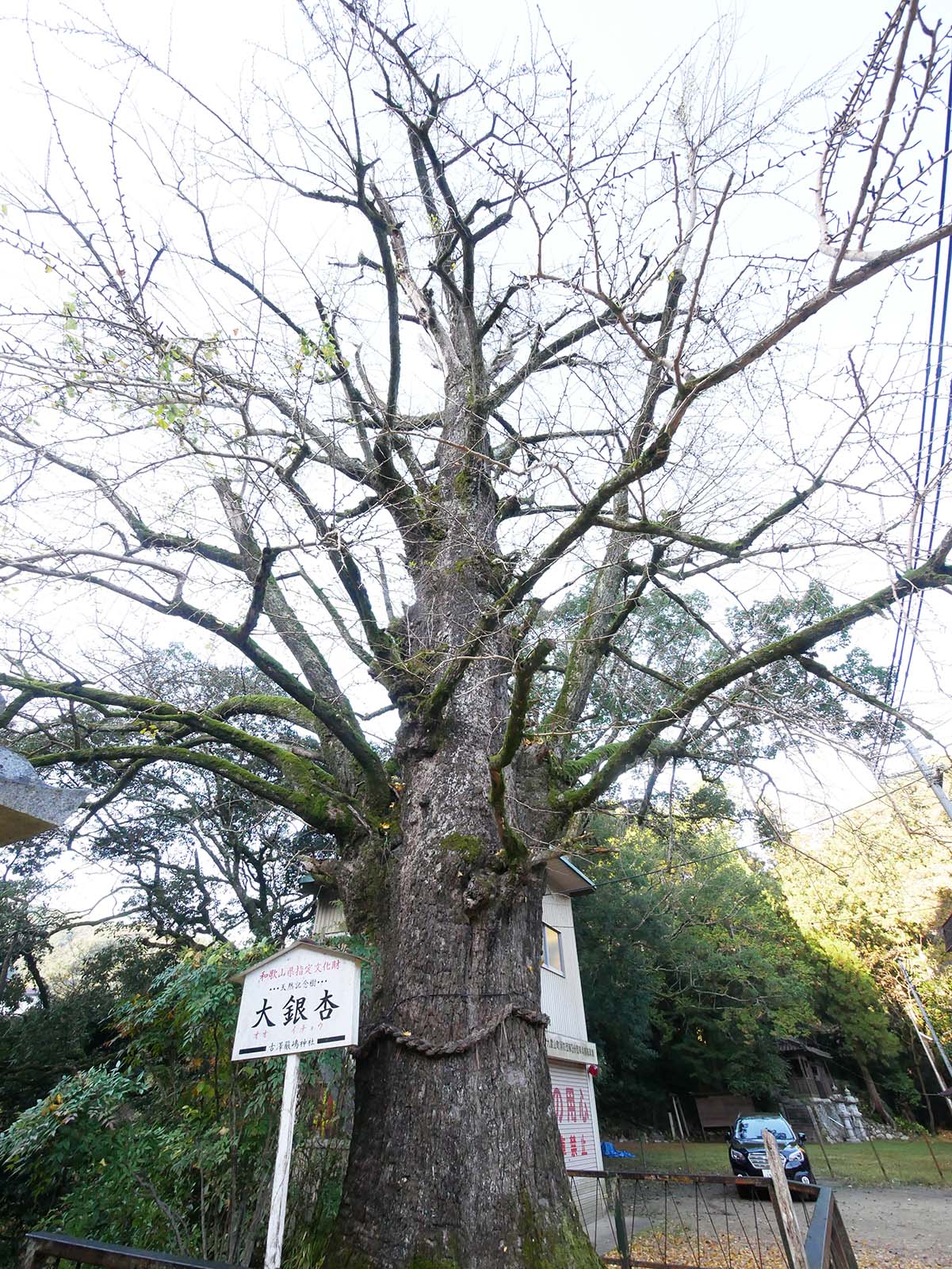 古沢厳島神社のイチョウ