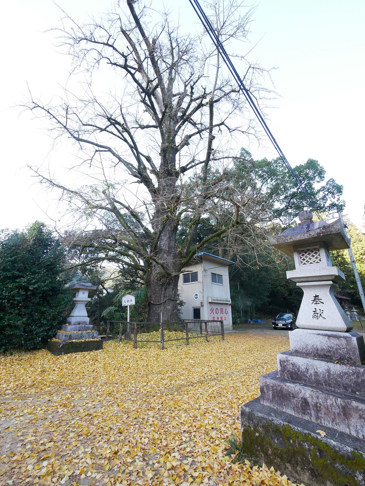 古沢厳島神社のイチョウ