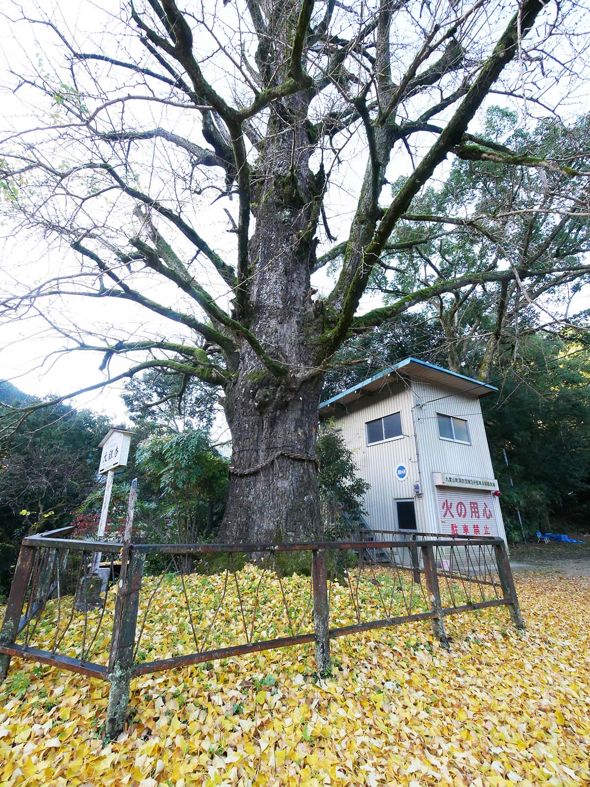 古沢厳島神社のイチョウ