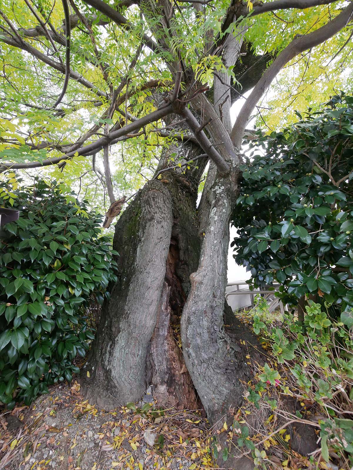 入郷のセンダン