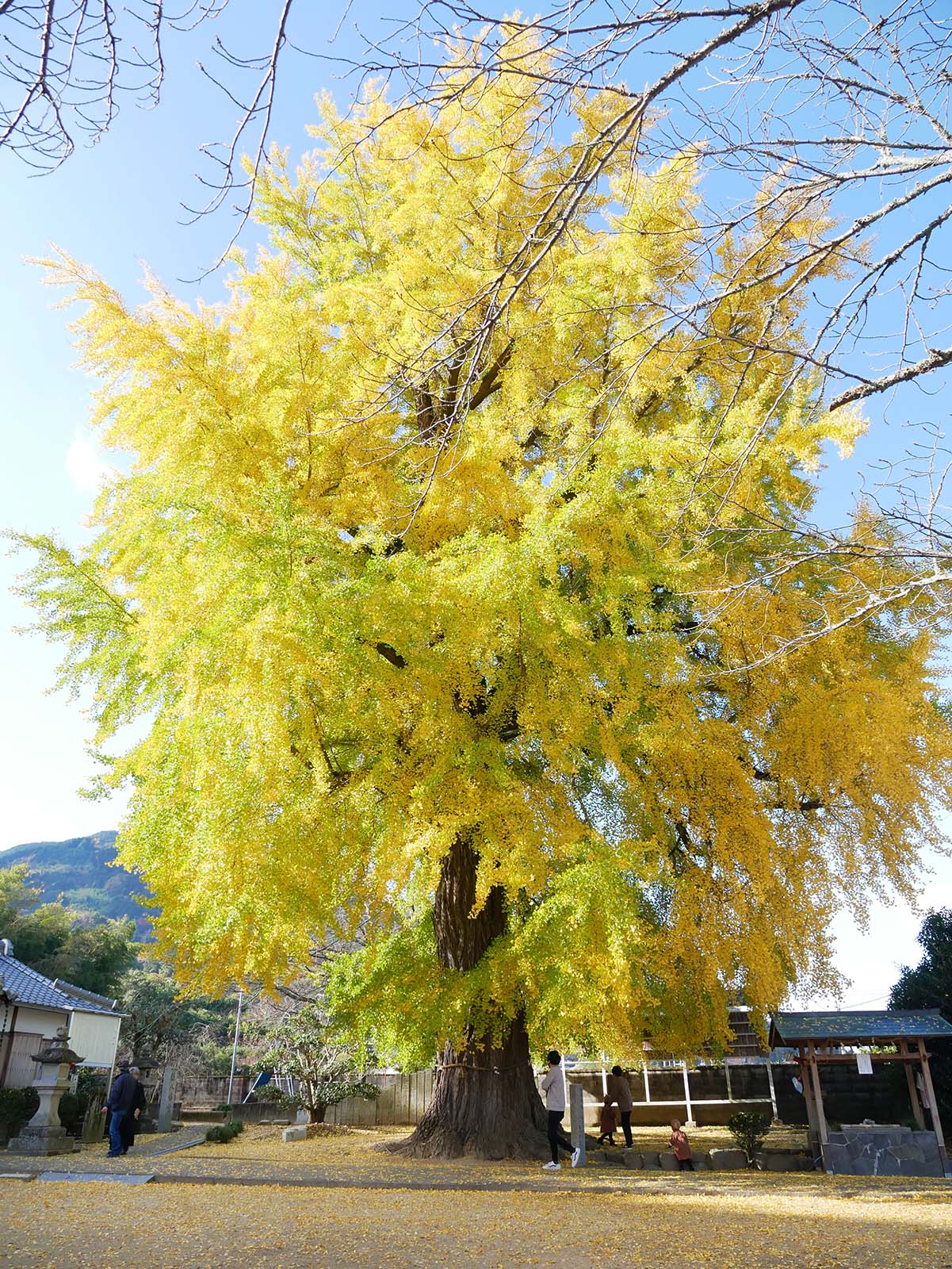 丹生酒殿神社のイチョウ